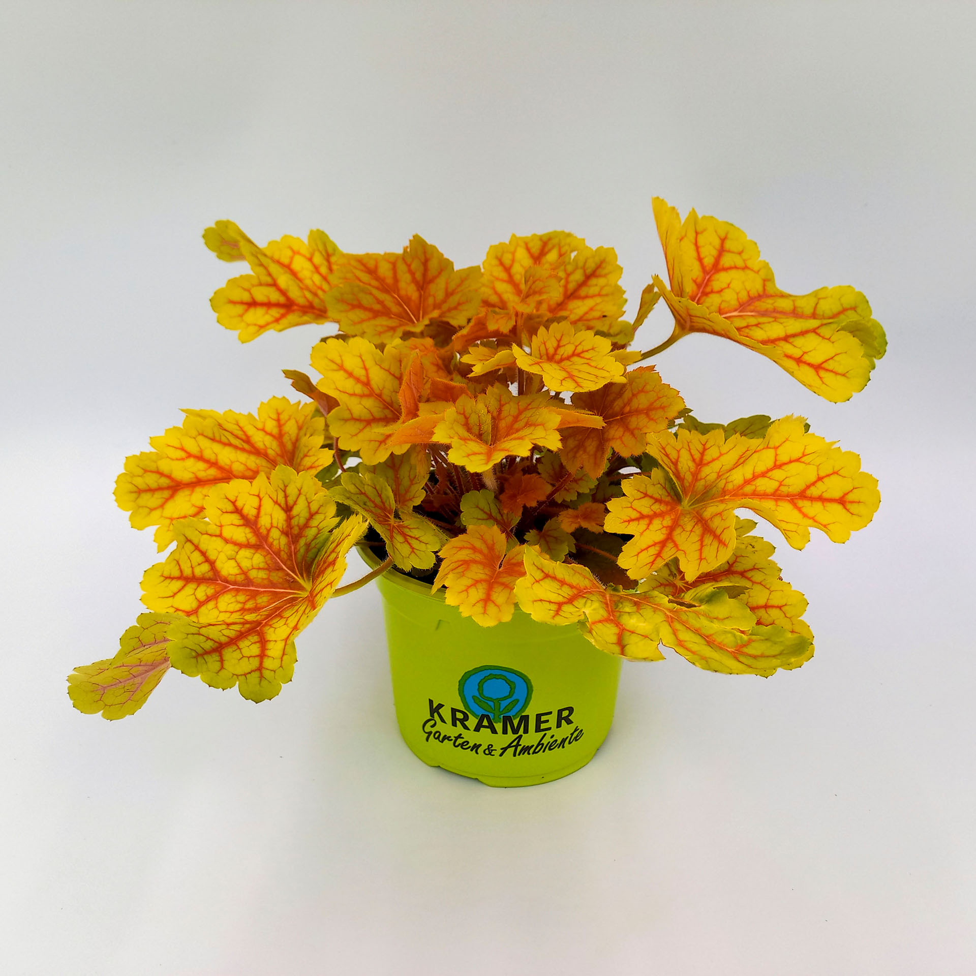 Purpurglöckchen Electra