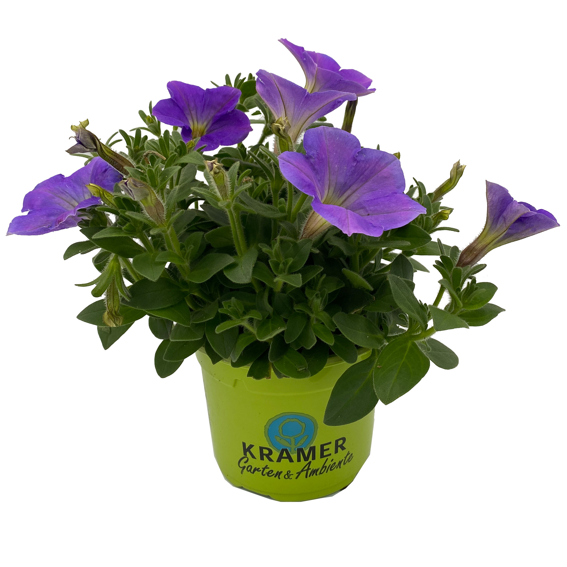 Petunie - Surfinia 'Surprise Blue Sky', 12cm Topf