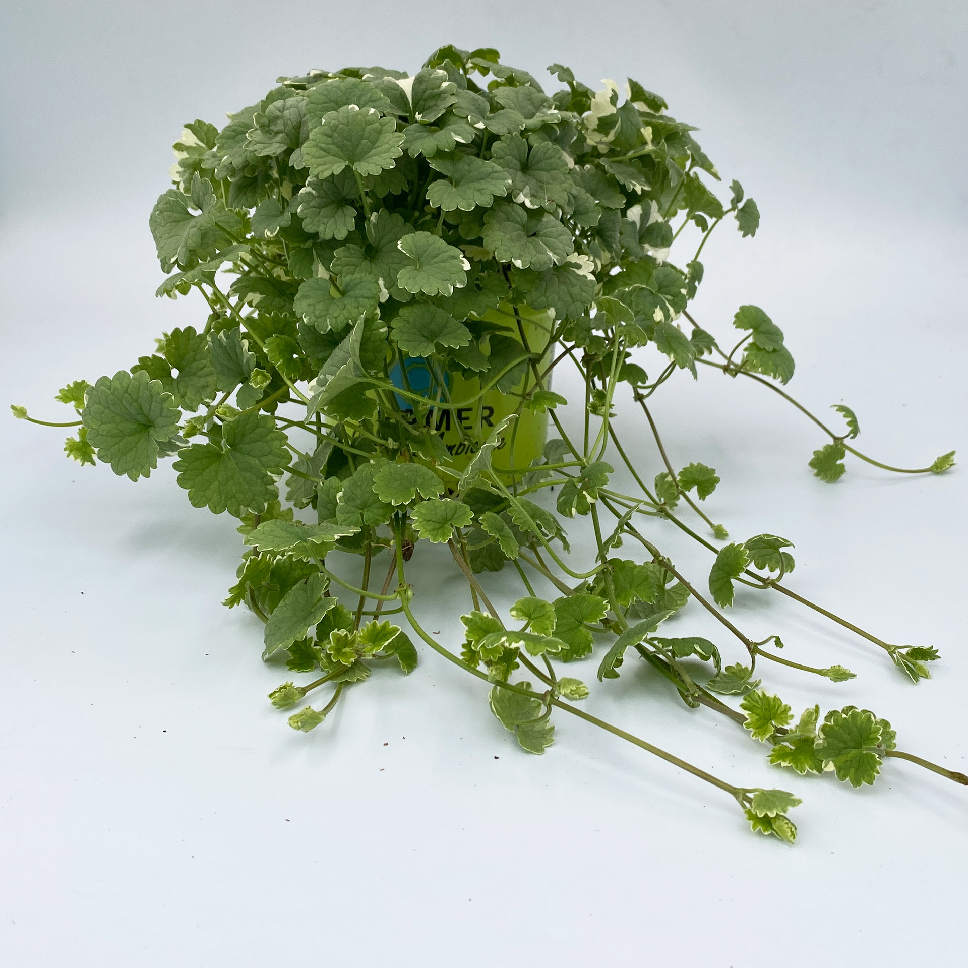 Gundermann - Glechoma hederacea 'Variegata' weiß-bunt, 12cm Topf