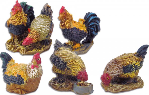 Hühner mit Hahn 11-13