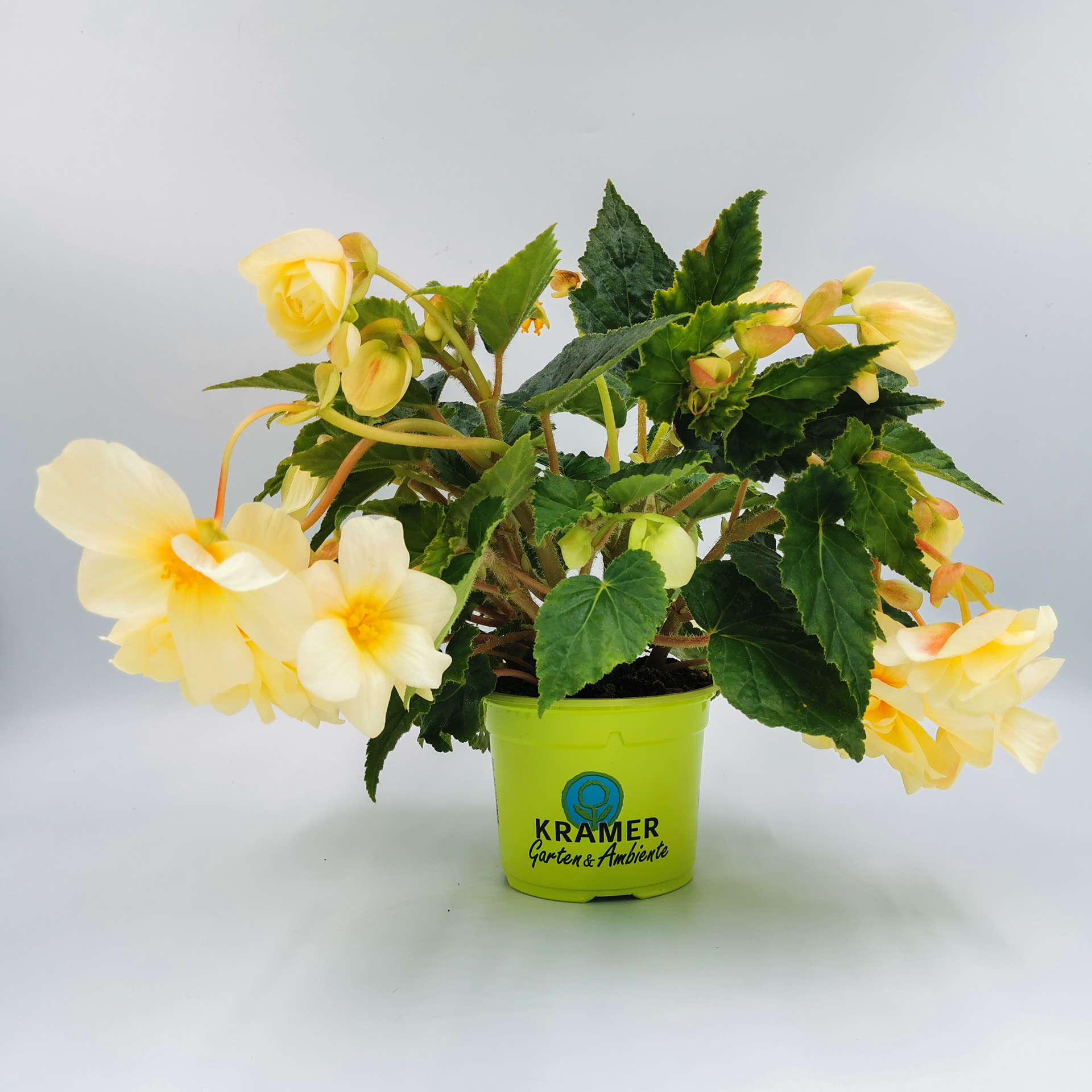 cremefarben blühende Begonie Chardonnay im Pflanztopf