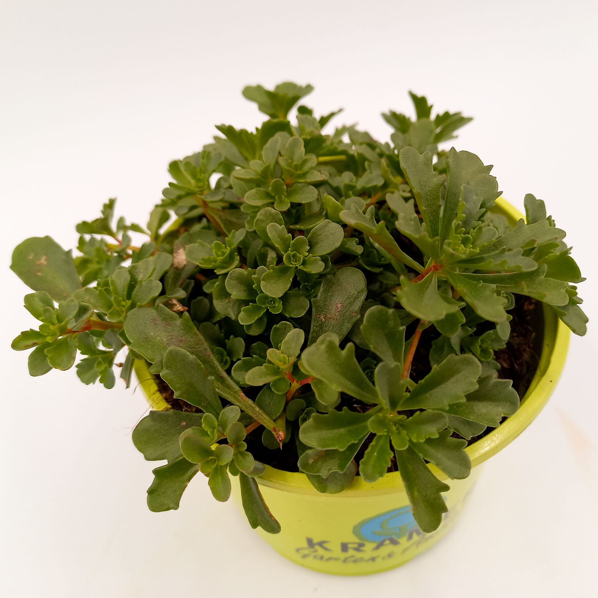 Reichblühende Fetthenne Sonnenstaude Herbstbepflanzung