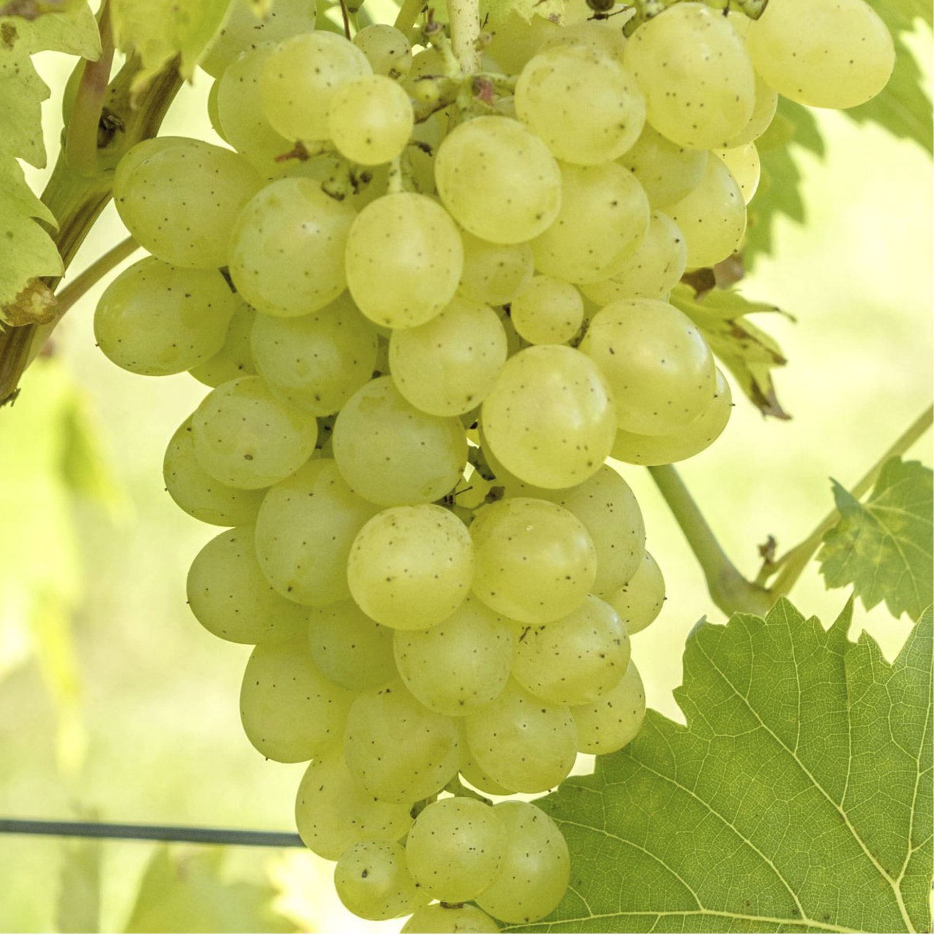 reife Weinbeeren 'Phönix' an Rispen in Trauben hängend