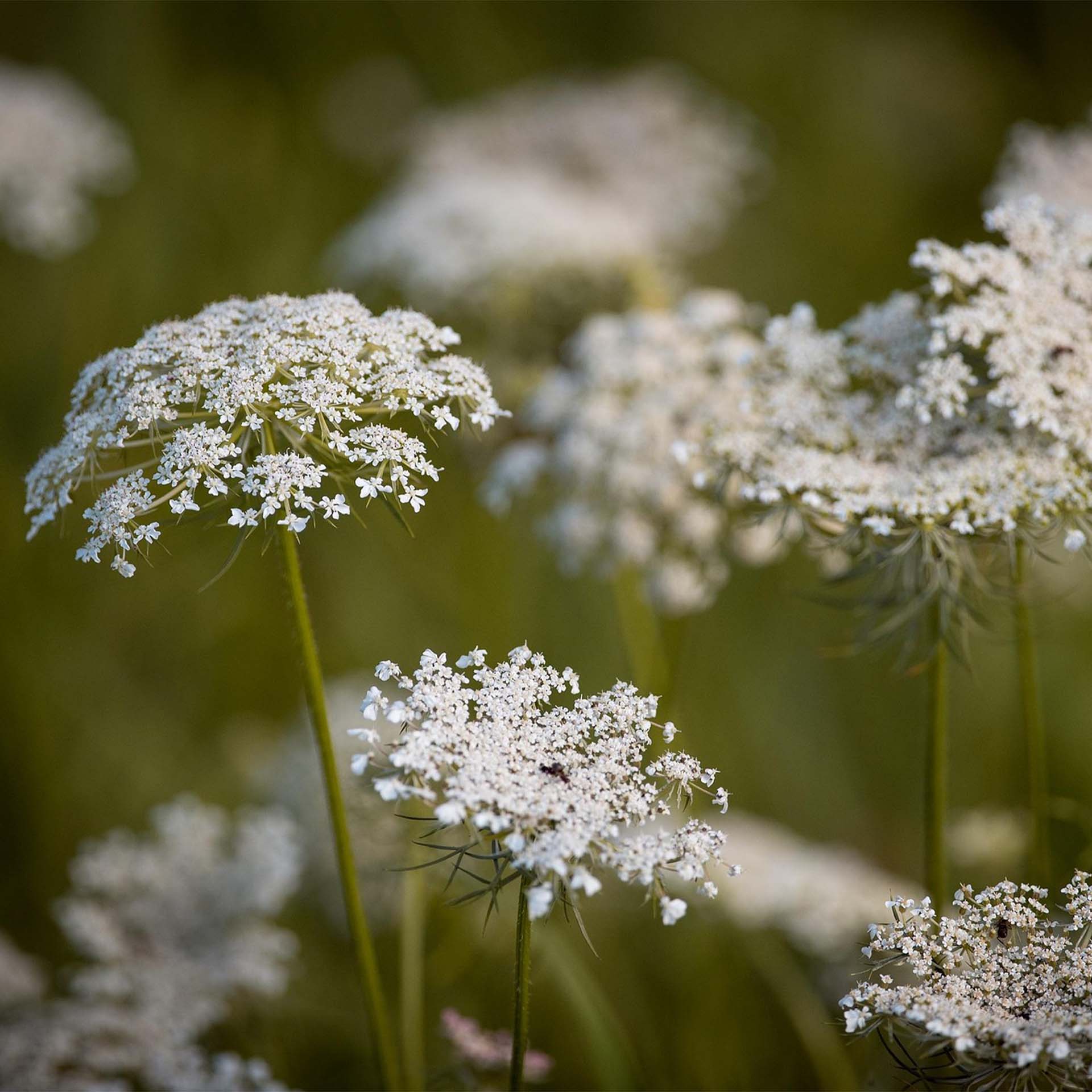 Blumen, weiße Blumen, Gemeine Magerwurz, Doldenblütler, Blüten