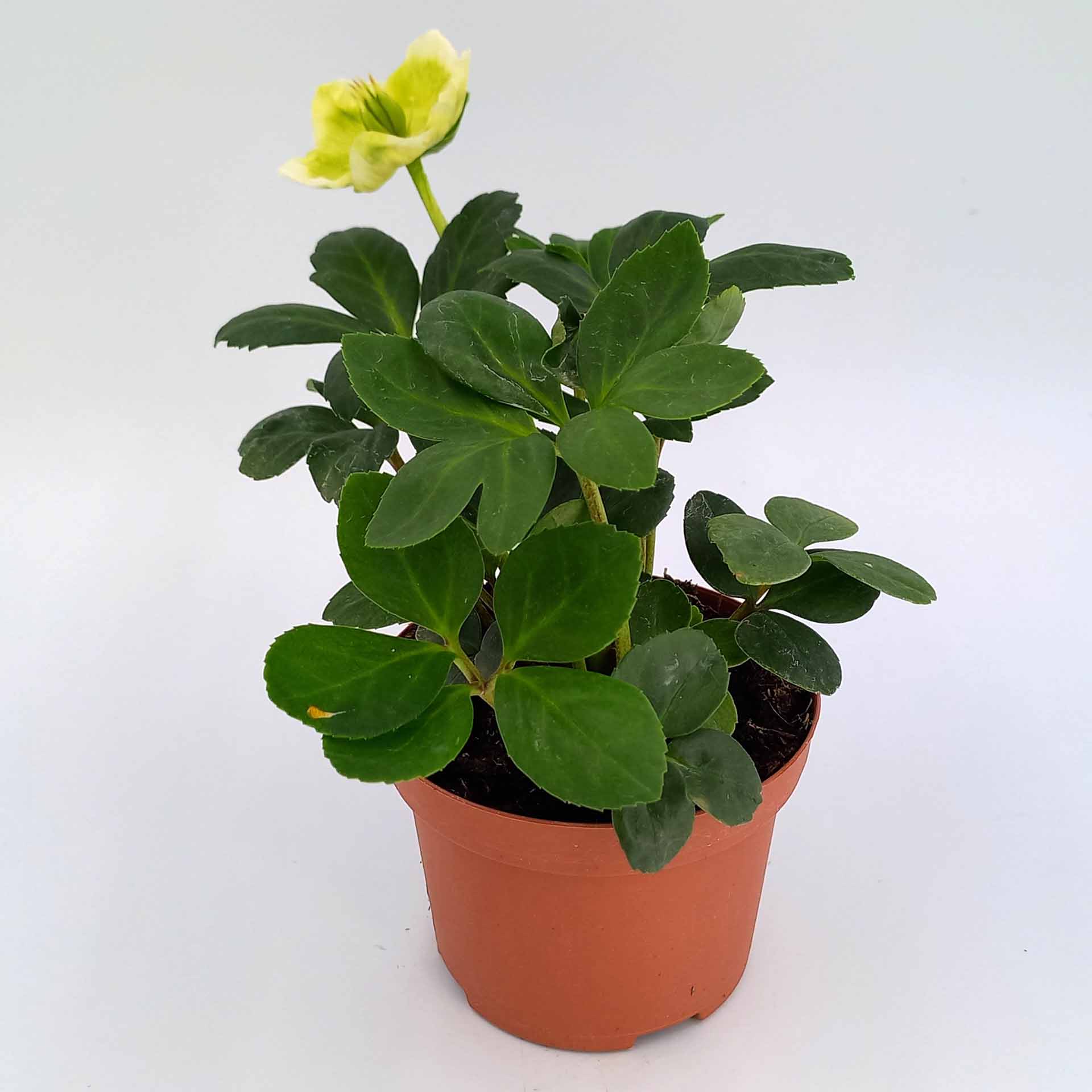 Christrose Helleborus niger 5cm