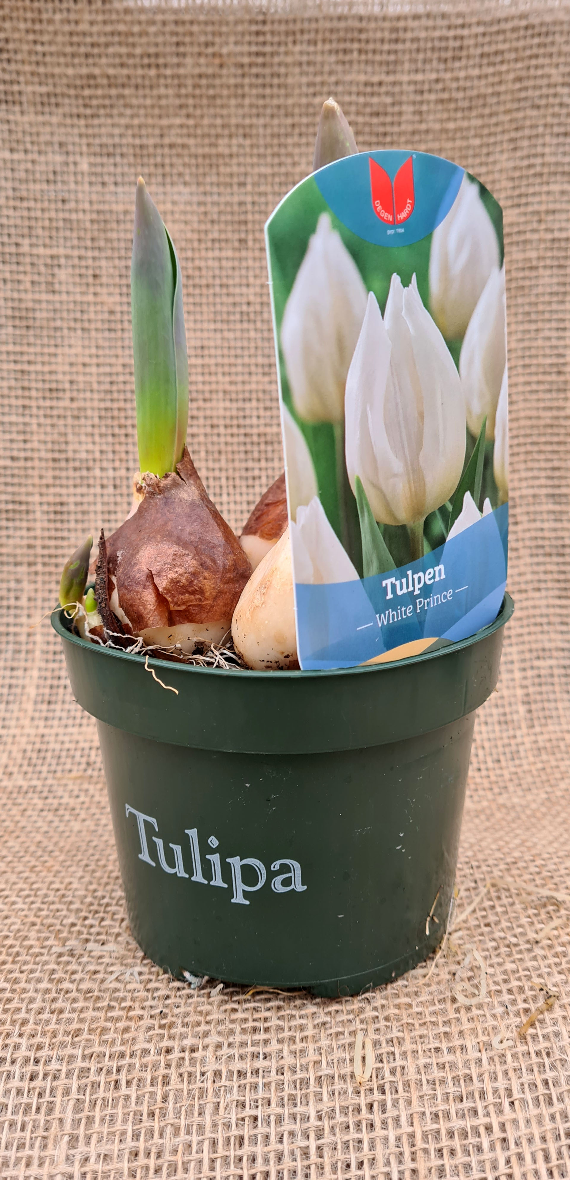 Tulpe weiß gefranst - Tulipa - Hybriden, weiß, 12cm Topf