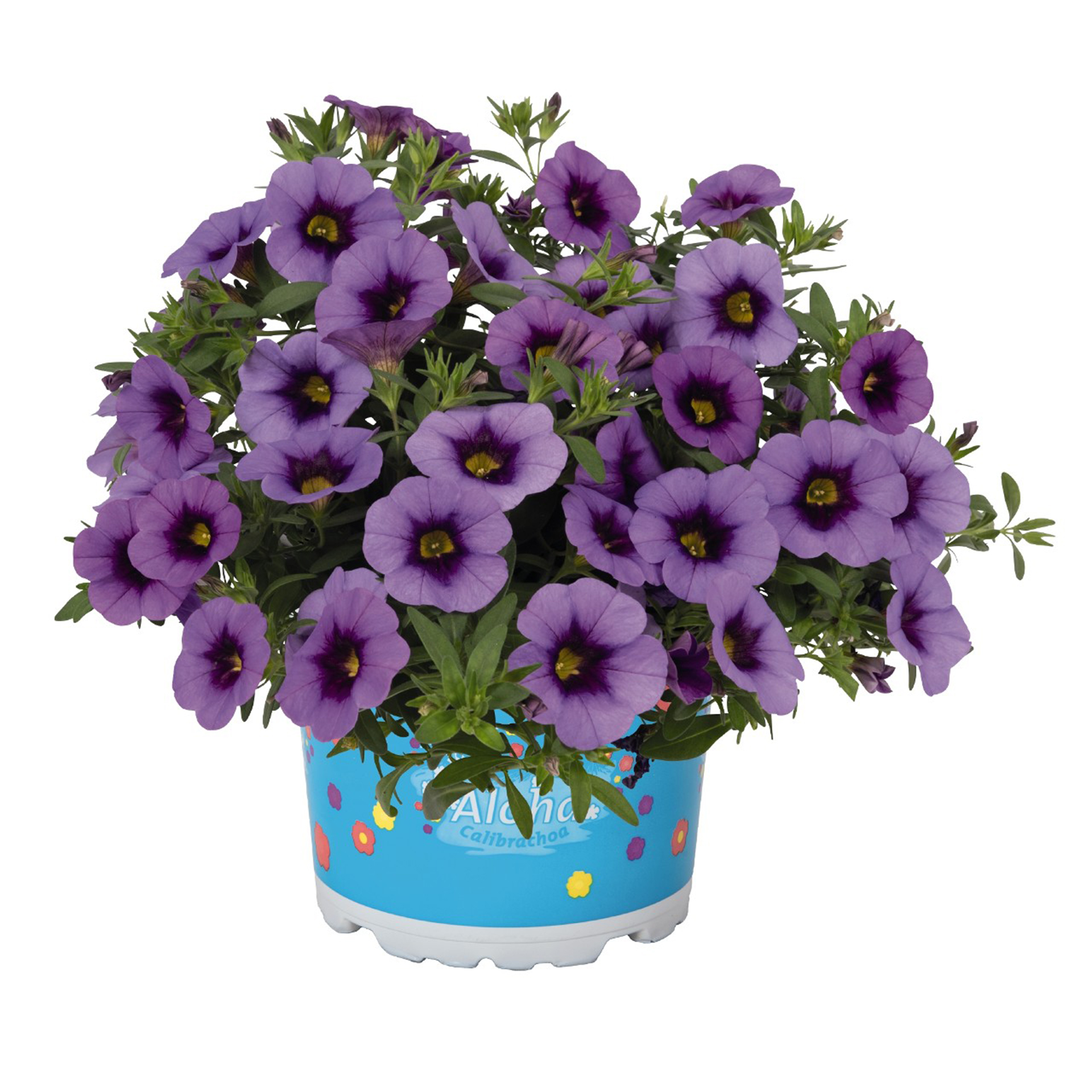 Zauberglöckchen - Calibrachoa 'Aloha Kona Tiki Blue Sky', 12cm Topf
