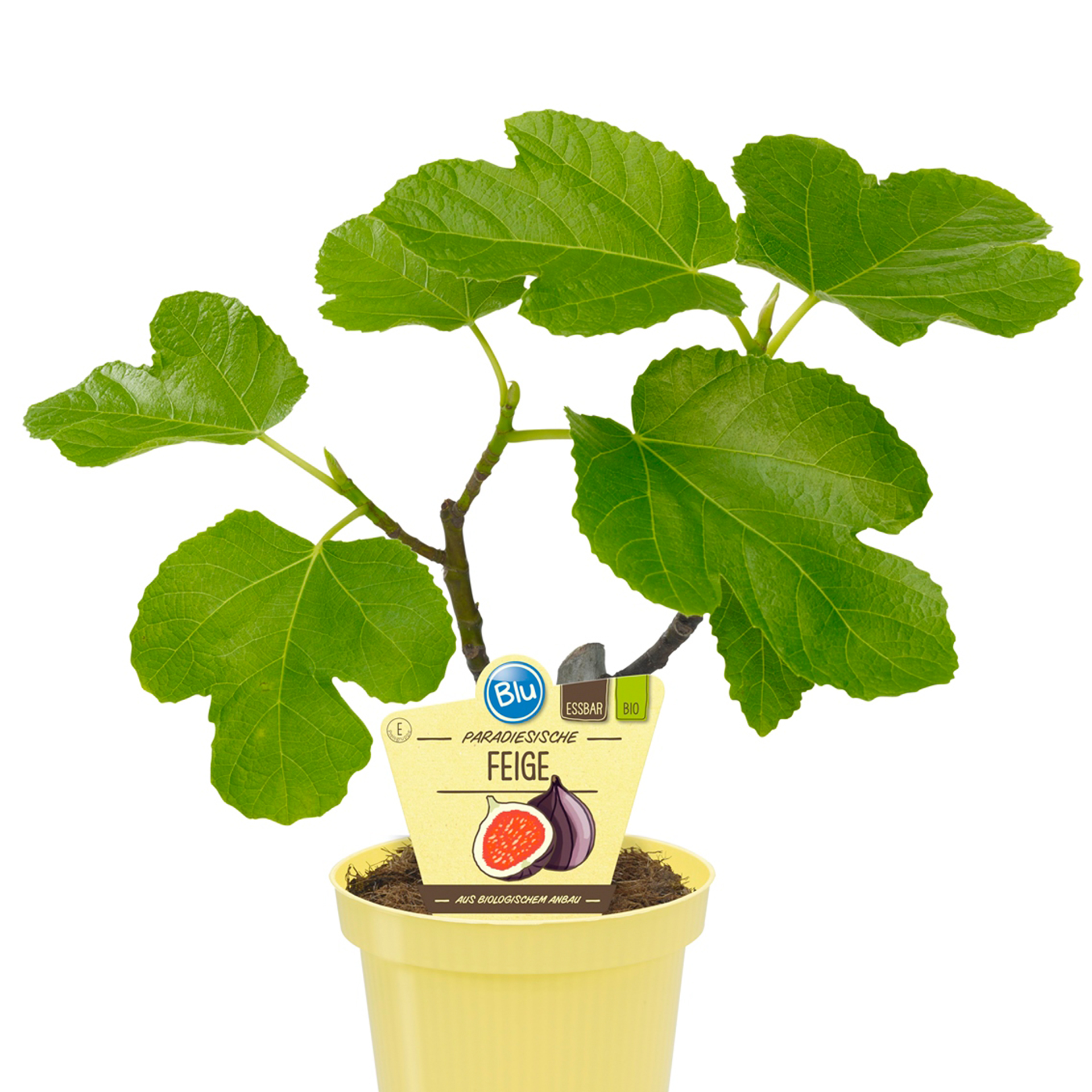 BIO Feige Paradiesische - Ficus carica, 12cm Topf