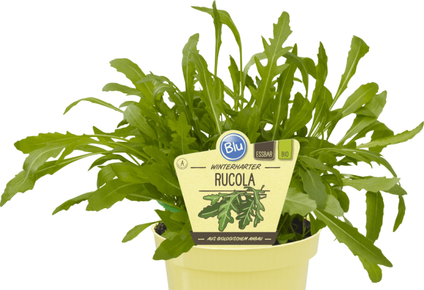 BIO Rucola winterhart