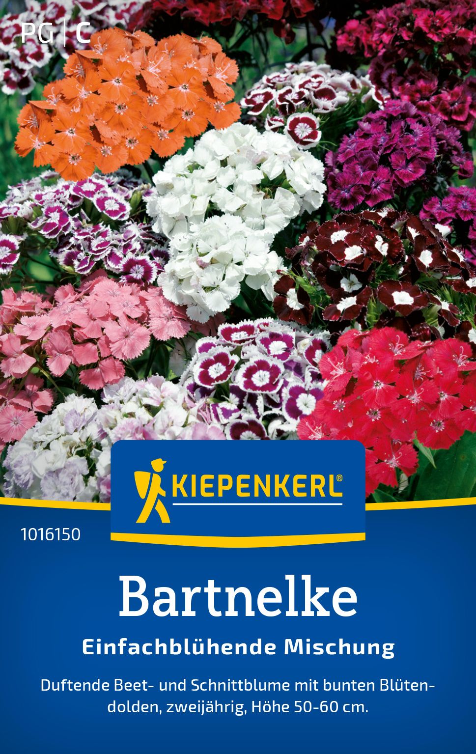 Werbung, Plakat, Blume, Pflanze, Geranie