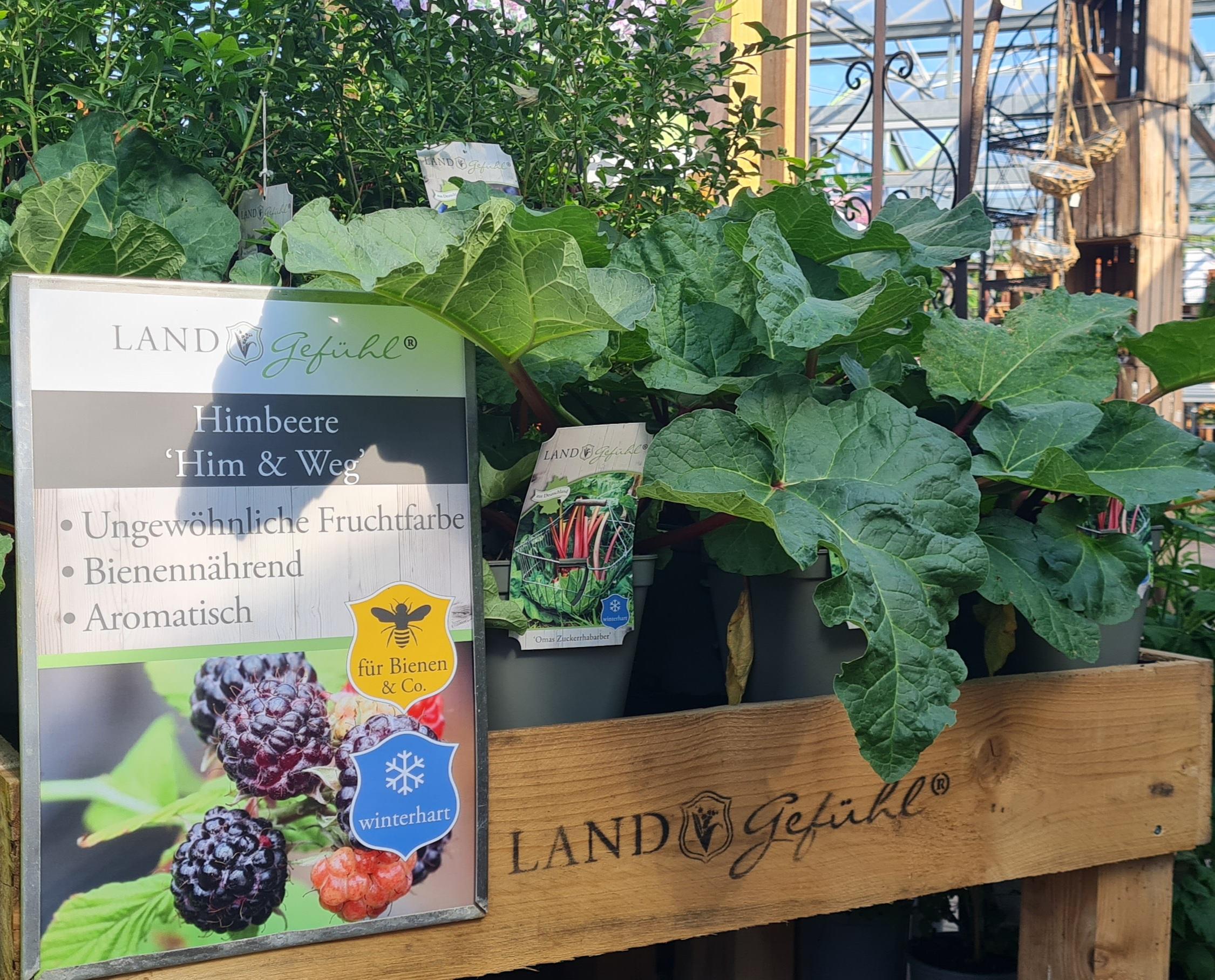 fruchtige beerensträucher von landgefühl für den garten oder balkon