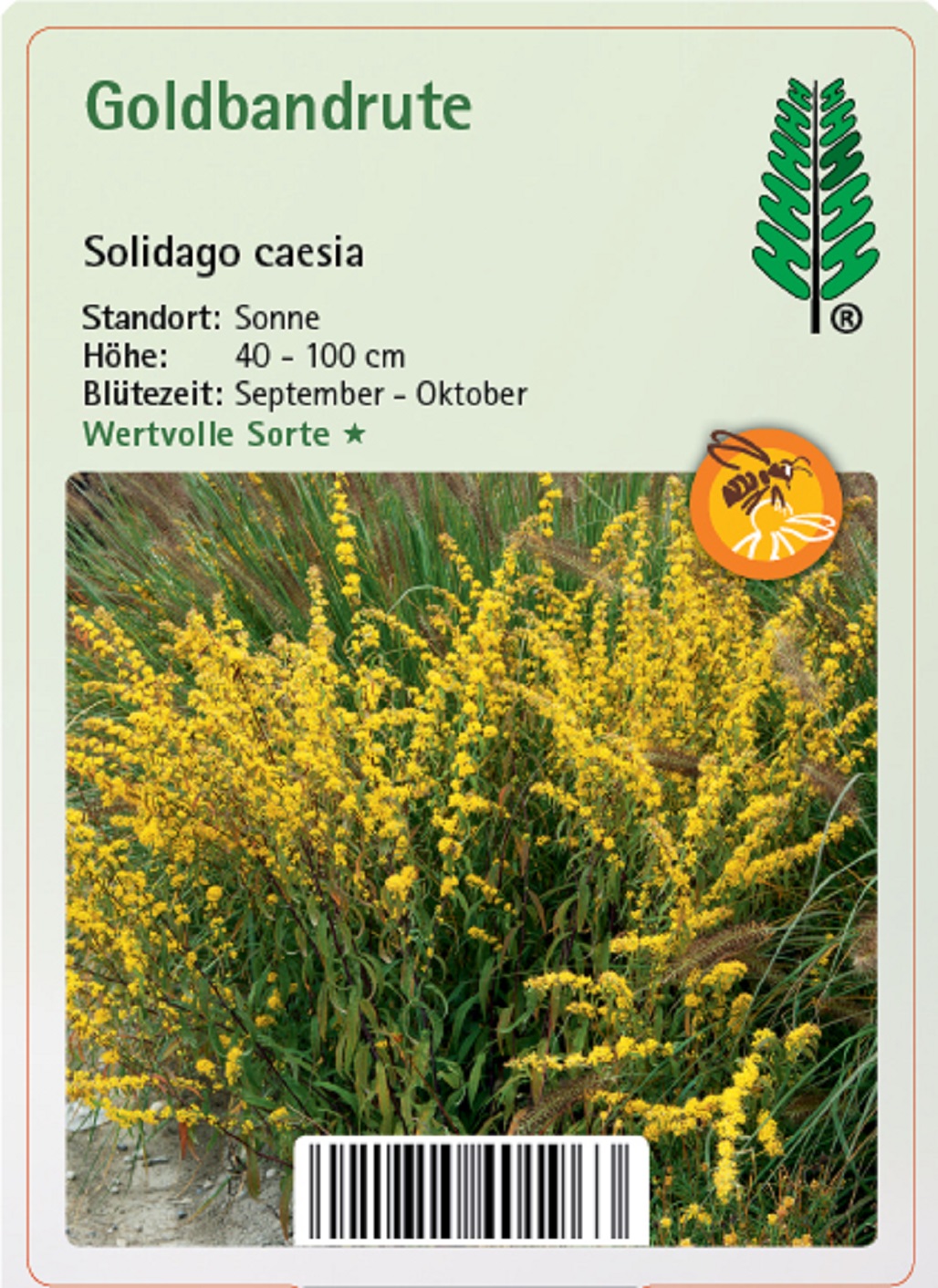 Goldbandrute - Solidago caesia, 11cm Topf