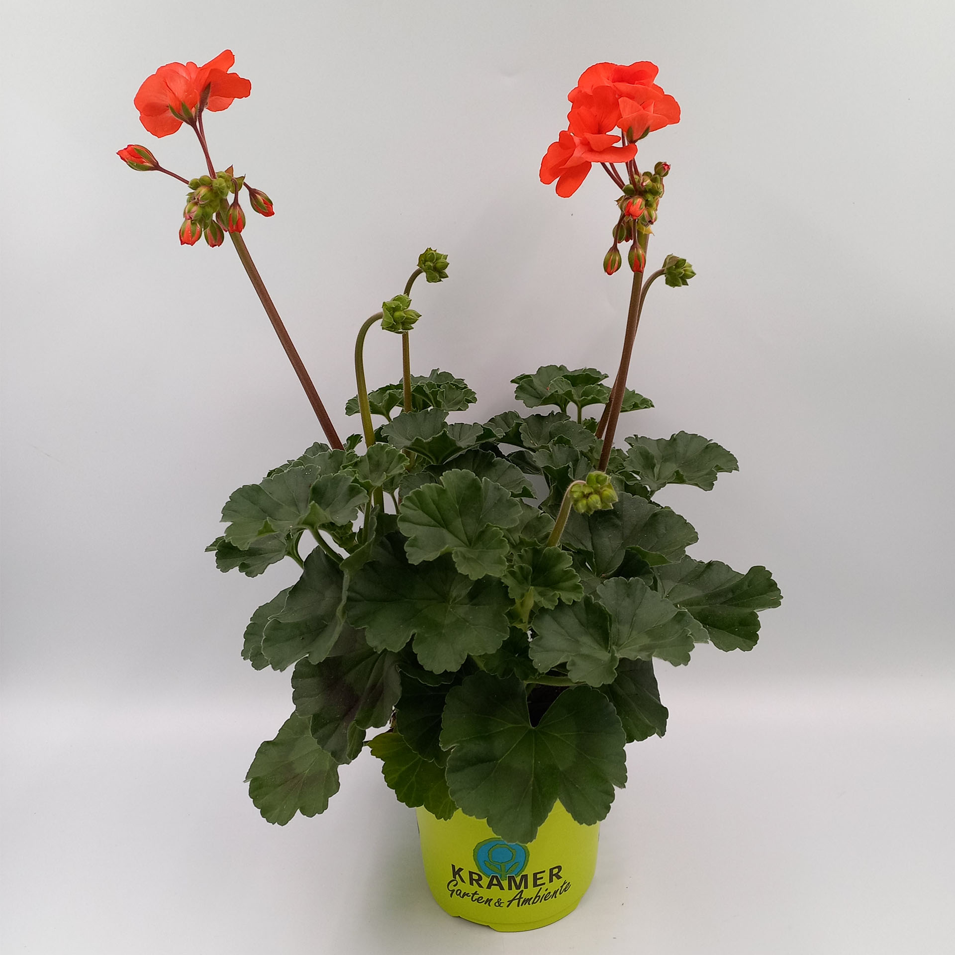 Blume, Geranie, Pflanze