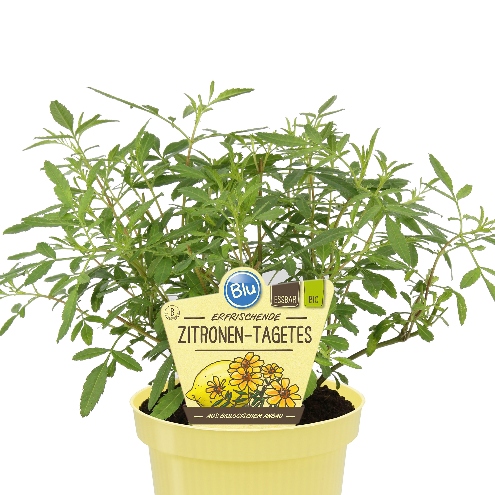 BIO Zitronen-Tagetes - Tagetes emmonii compacta, 12cm Topf