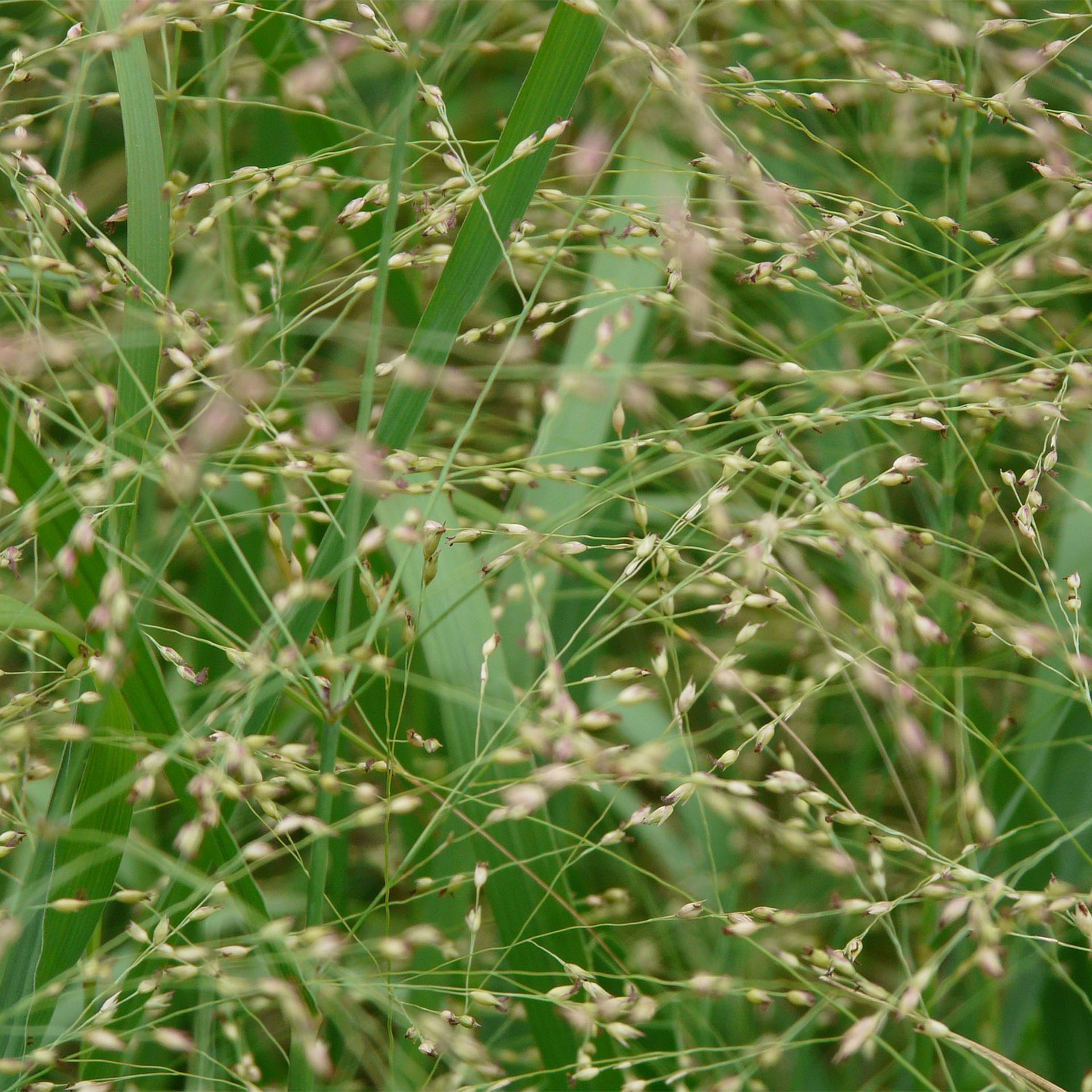 Gras, Pflanze, Vegetation, Gras, Pflanze, Vegetation