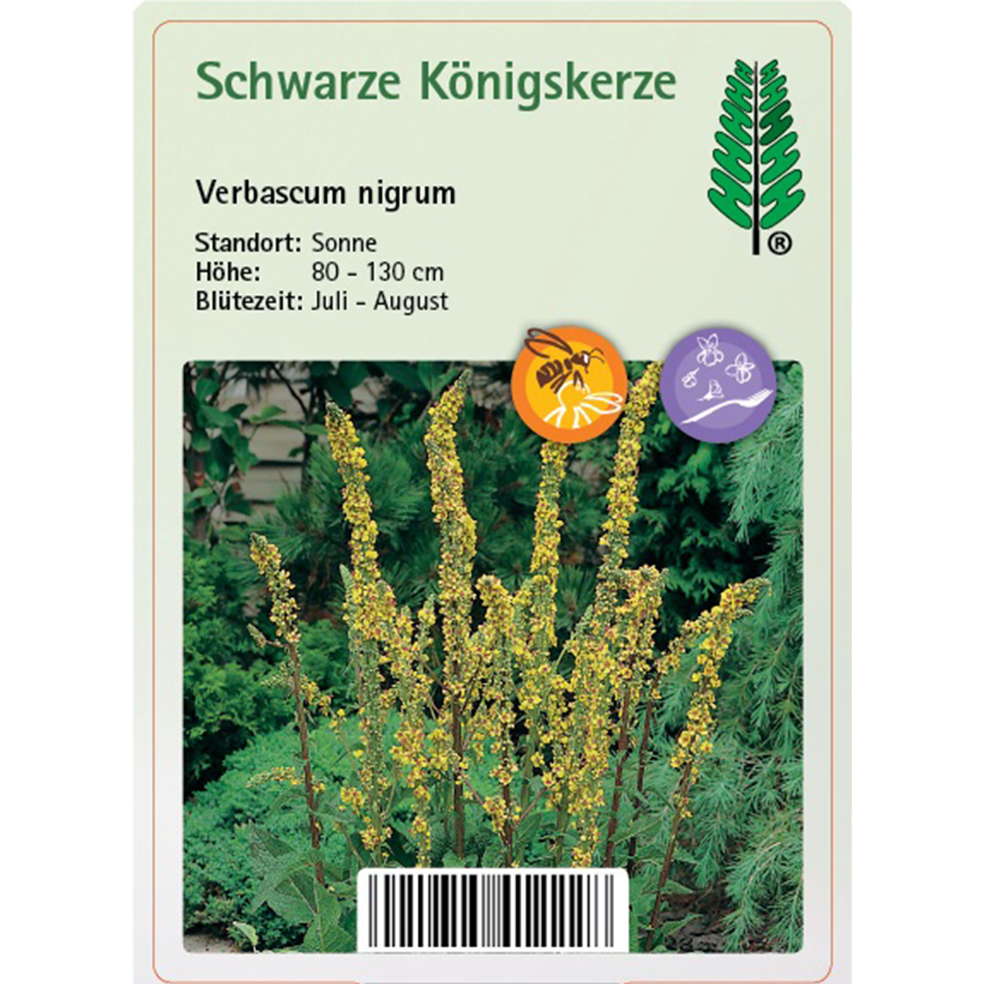 Pflanzenstecker mit gelb blühender Königskerze und Kurzinfos zur Pflanze