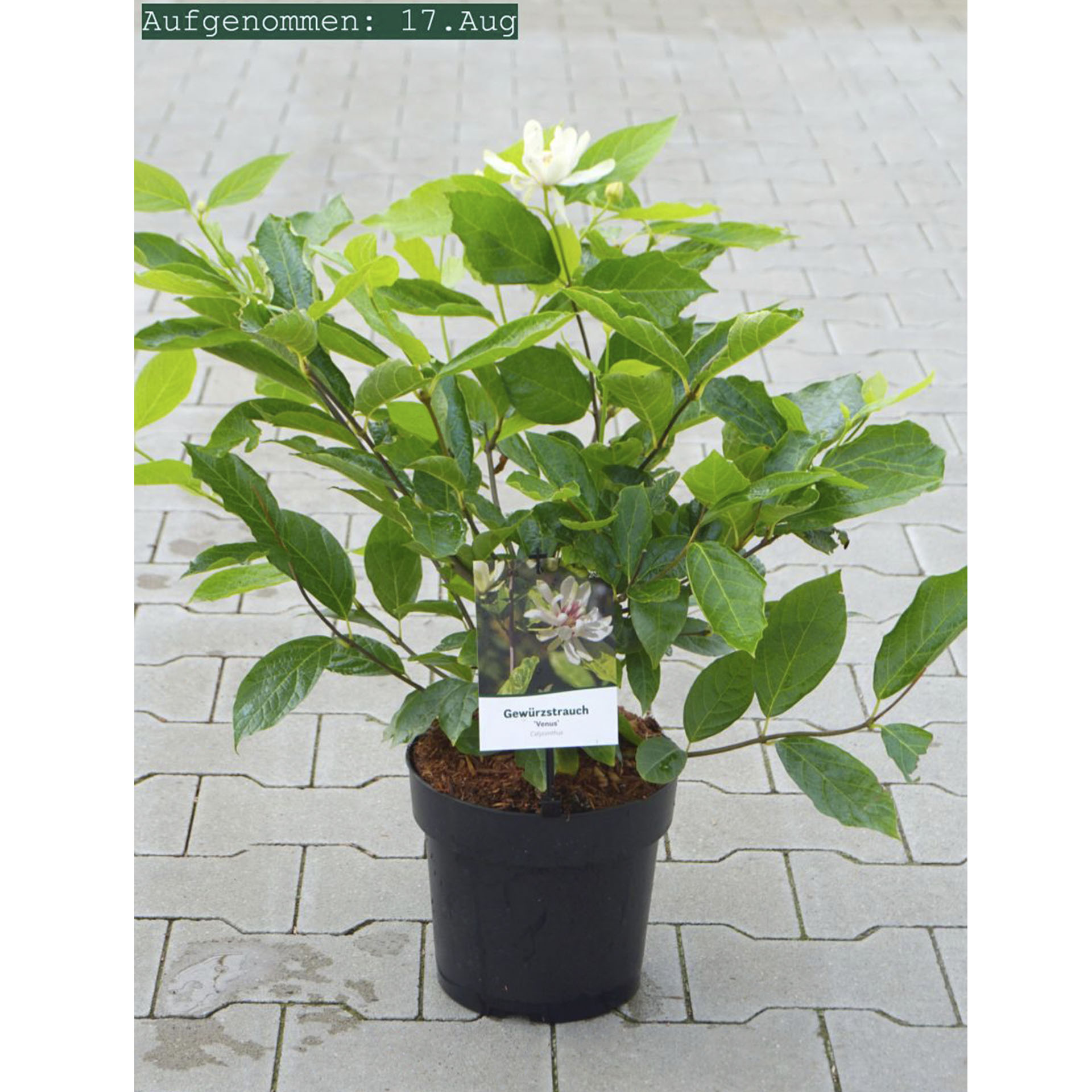 Gewürzstrauch Venus im Pflanztopf mit Pflanzenschild