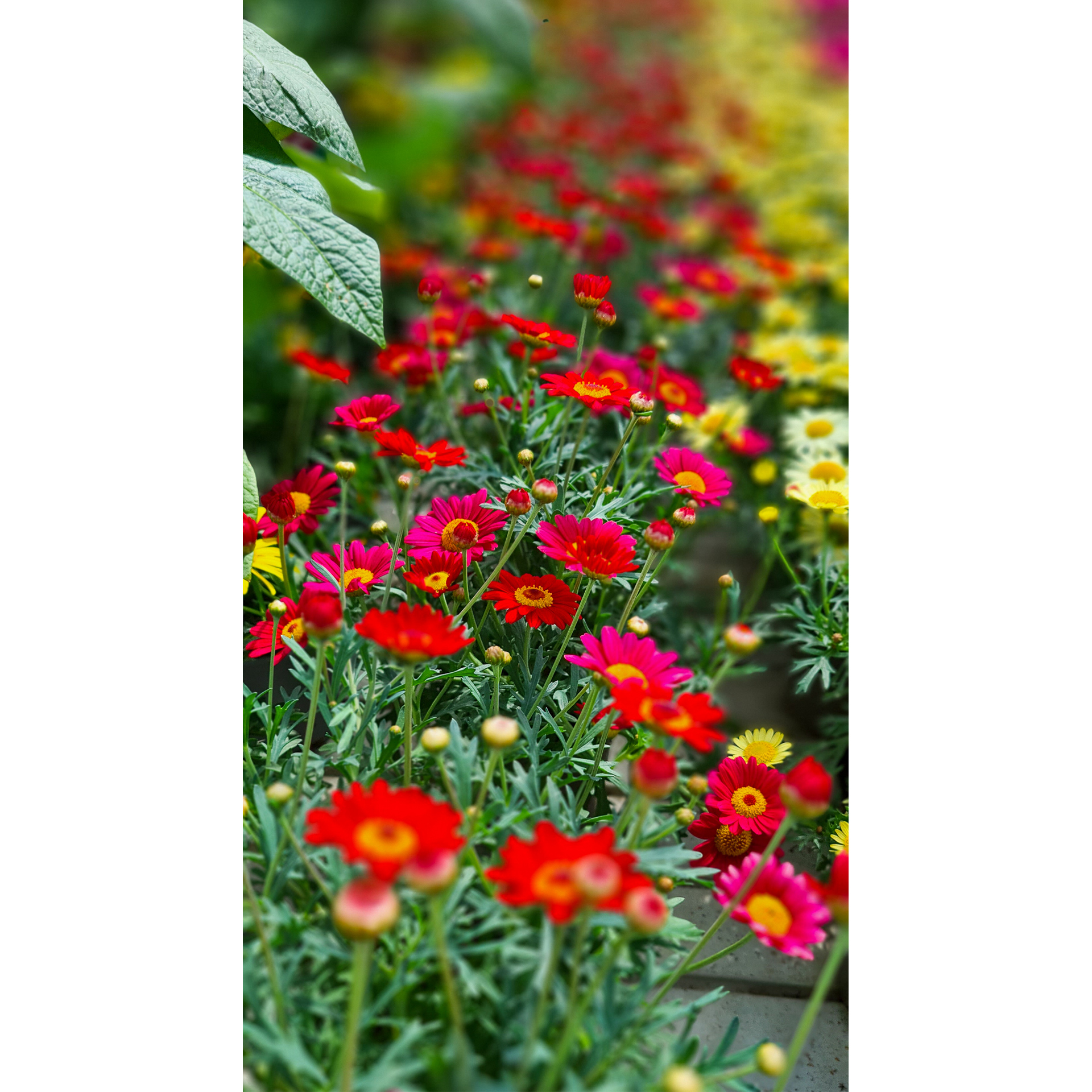 Margerite - Argyranthemum frutescens burgund/rot, 12cm Topf