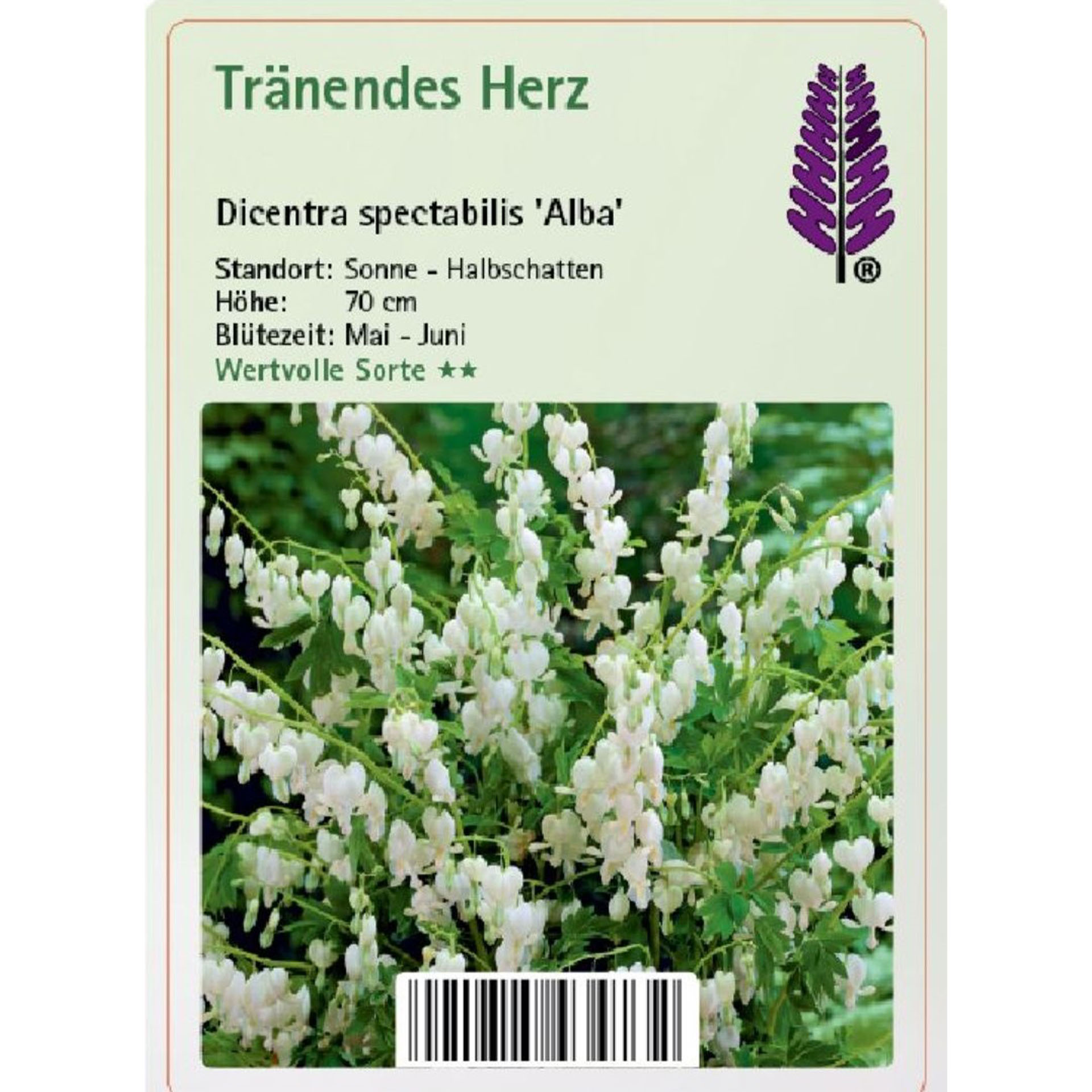 Pflanzenstecker mit weiß blühender Pflanze und Infos