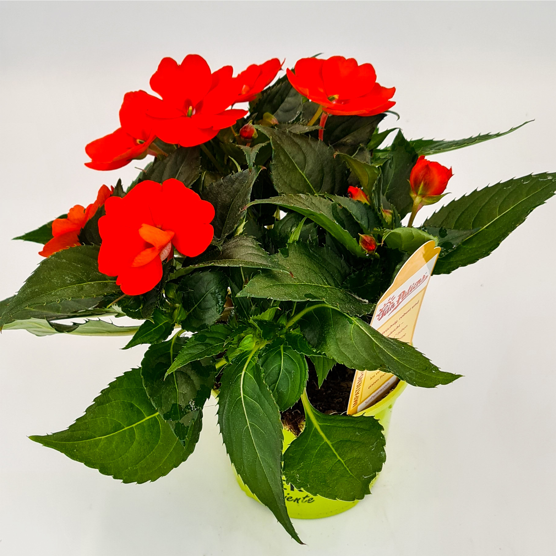 Edellieschen - Impatiens Sunpatiens® compact 'Electric orange', 12cm Topf - ausgelistet