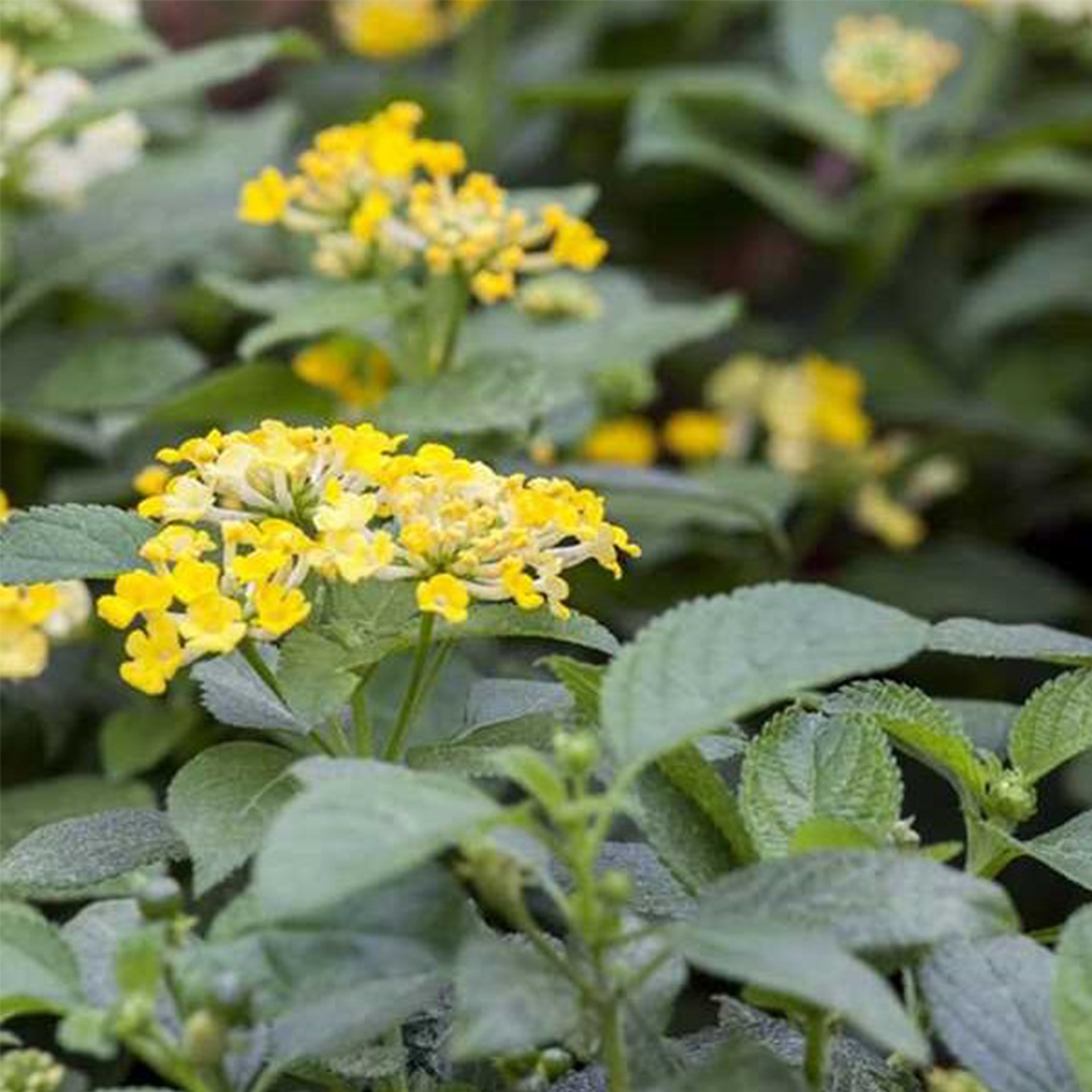 Wandelröschen Stamm - Lantana camara gelb, 14cm Topf