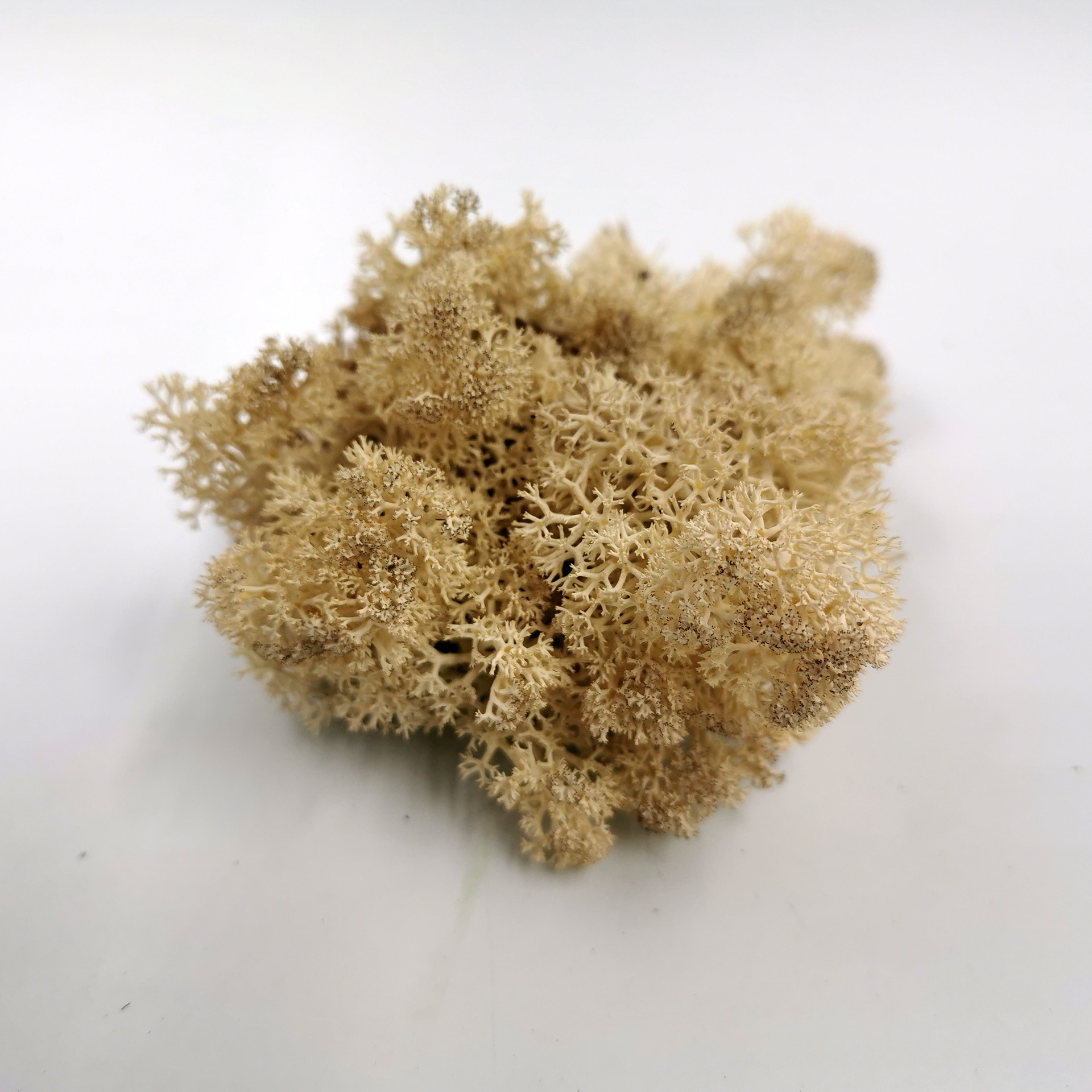 Moos natur Islandmoos zur Krippengestaltung