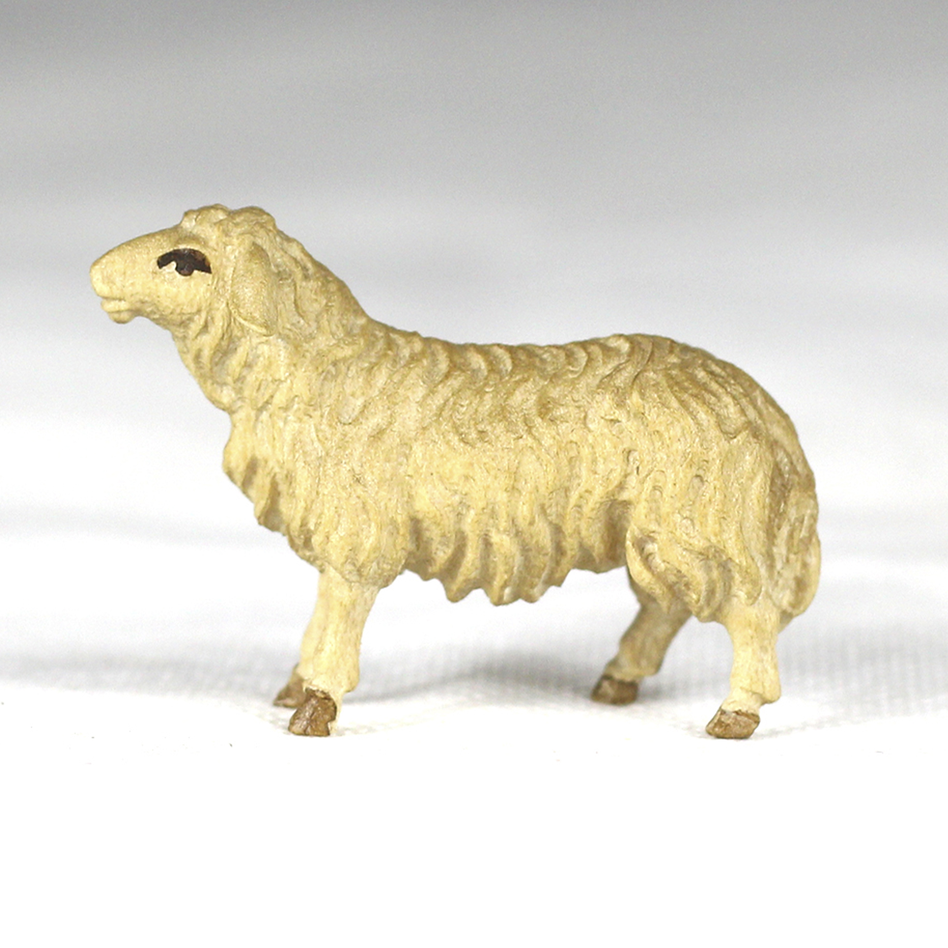 Schaf mehrfach gebeizt, Kopf gerade