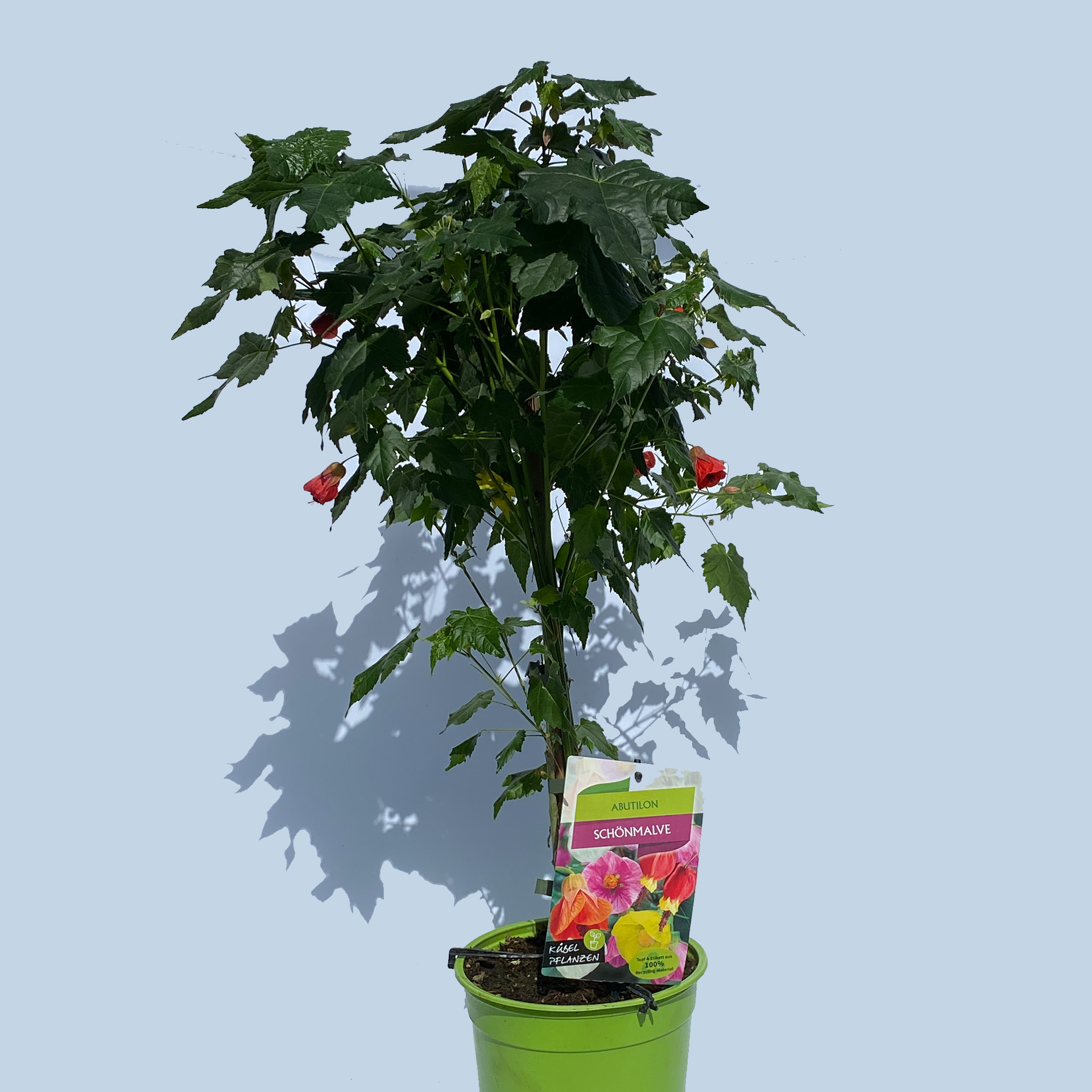 Schönmalve Stamm - Abutilon Hybride orange, 19cm Topf