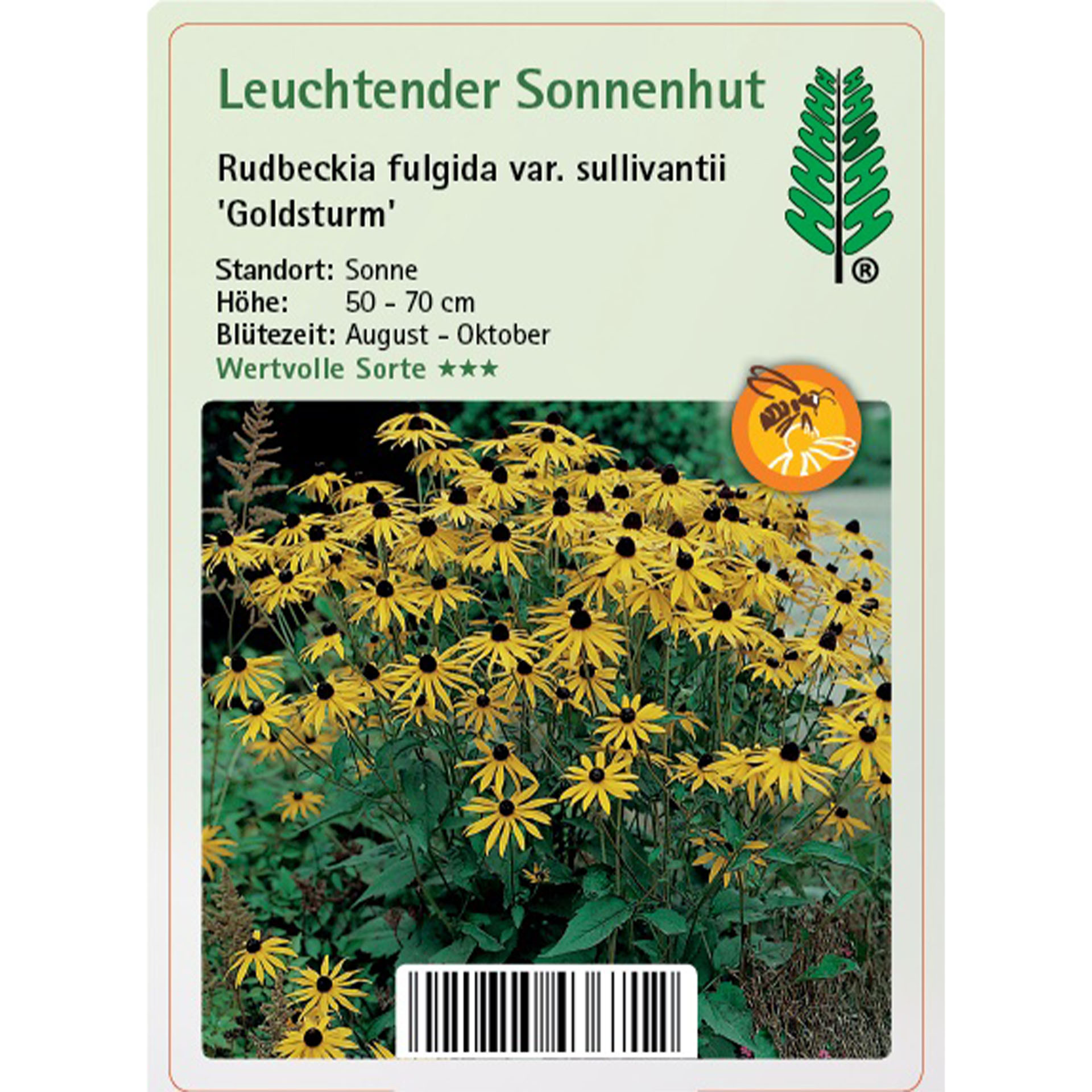 Sonnenhut - Rudbeckia fulgida sullivantii 'Goldsturm'