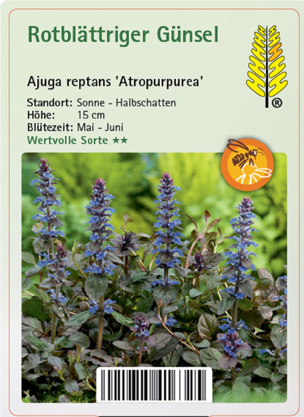 Rotblättriger Günsel - Ajuga reptans 'Atropurpurea', 9cm Topf