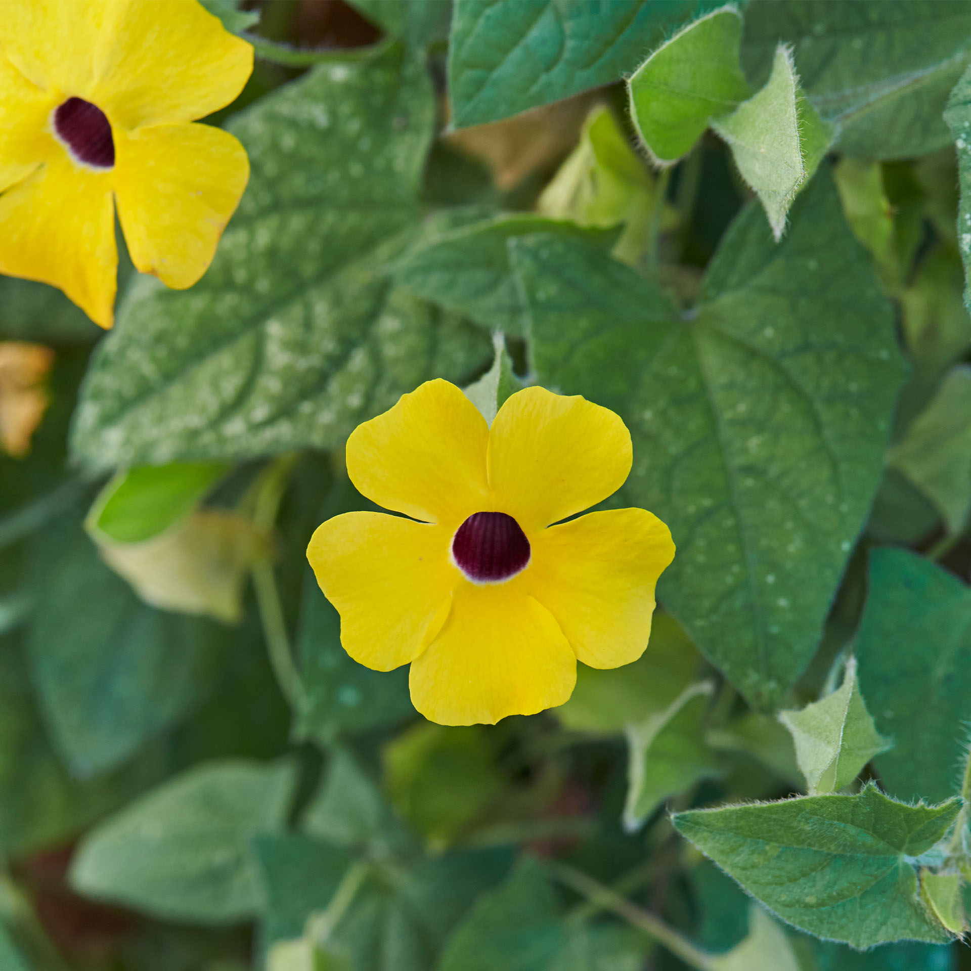 Schwarzäugige Susanne - Thunbergia alata 'Sunny Susy® Yellow Dark Eye', 13cm Topf
