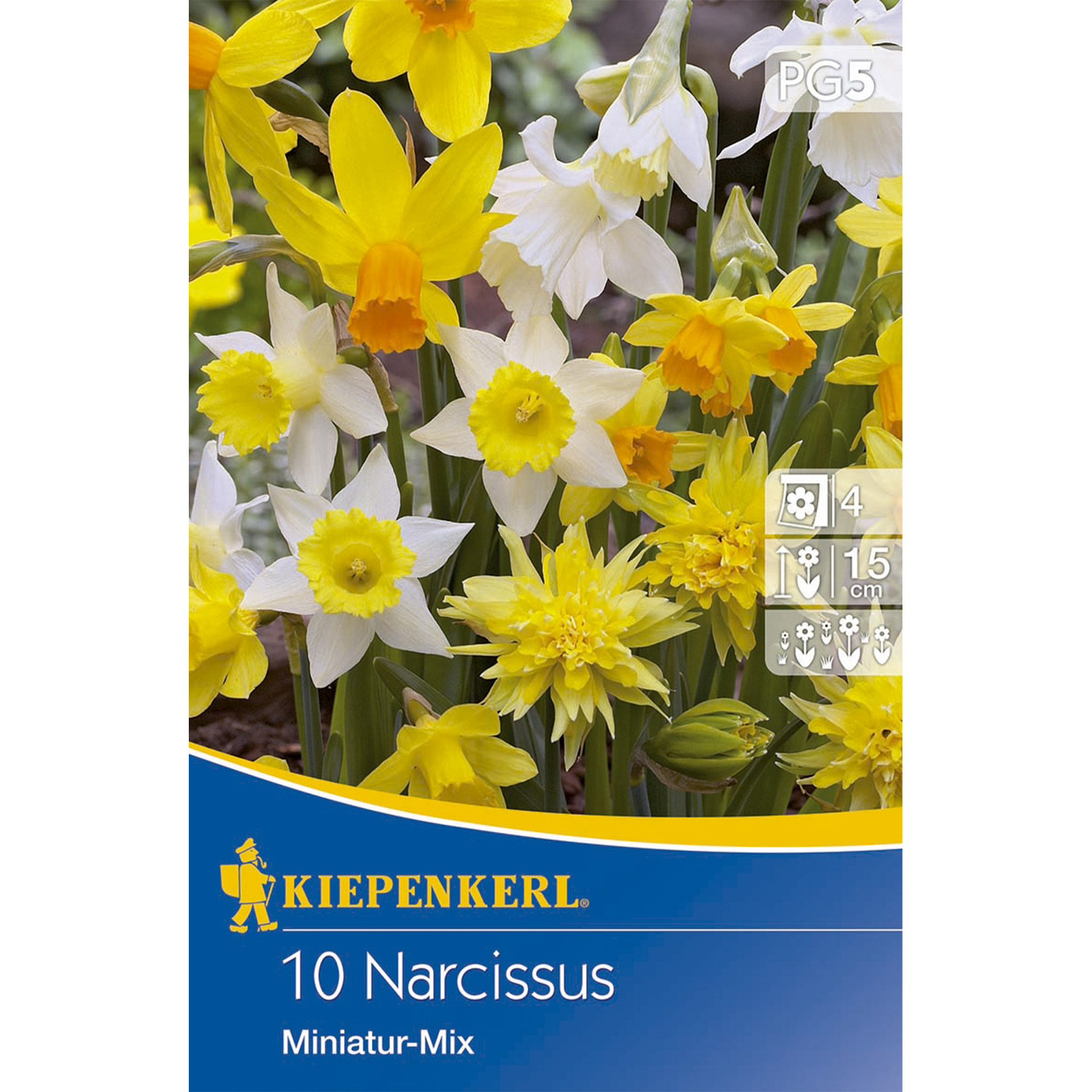 Narzissen als Miniatur Mischung gelb- und weißblühend