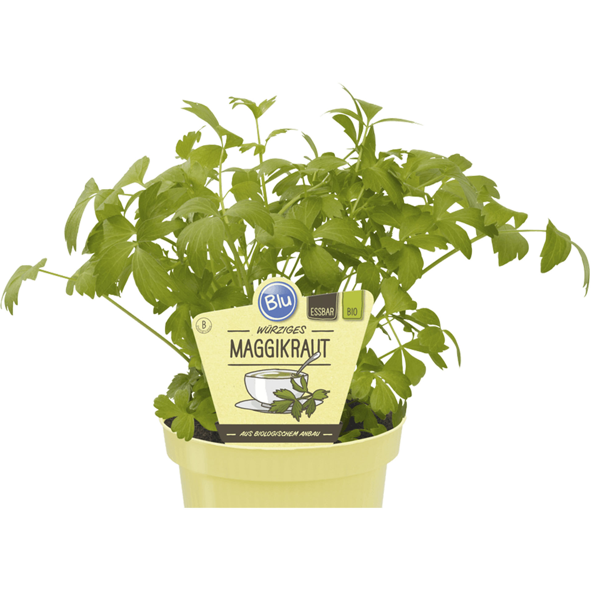 Maggikraut / Liebstöckel im Pflanztopf mit Pflanzenstecker