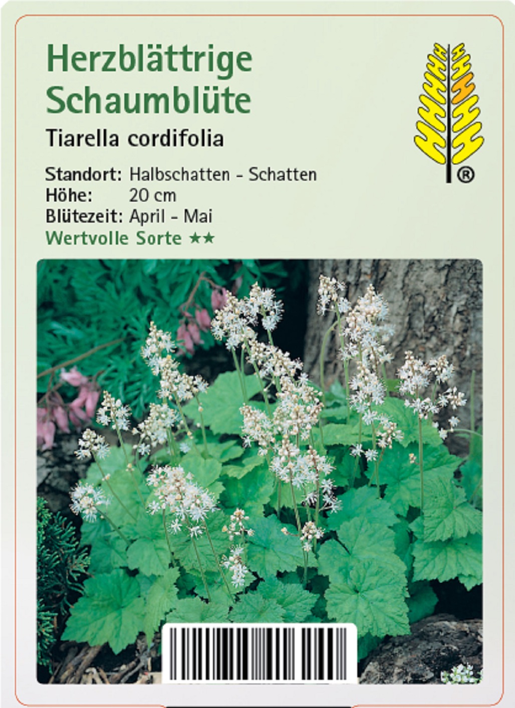 Herzblättrige Schaumblüte - Tiarella cordifolia, 9cm Topf