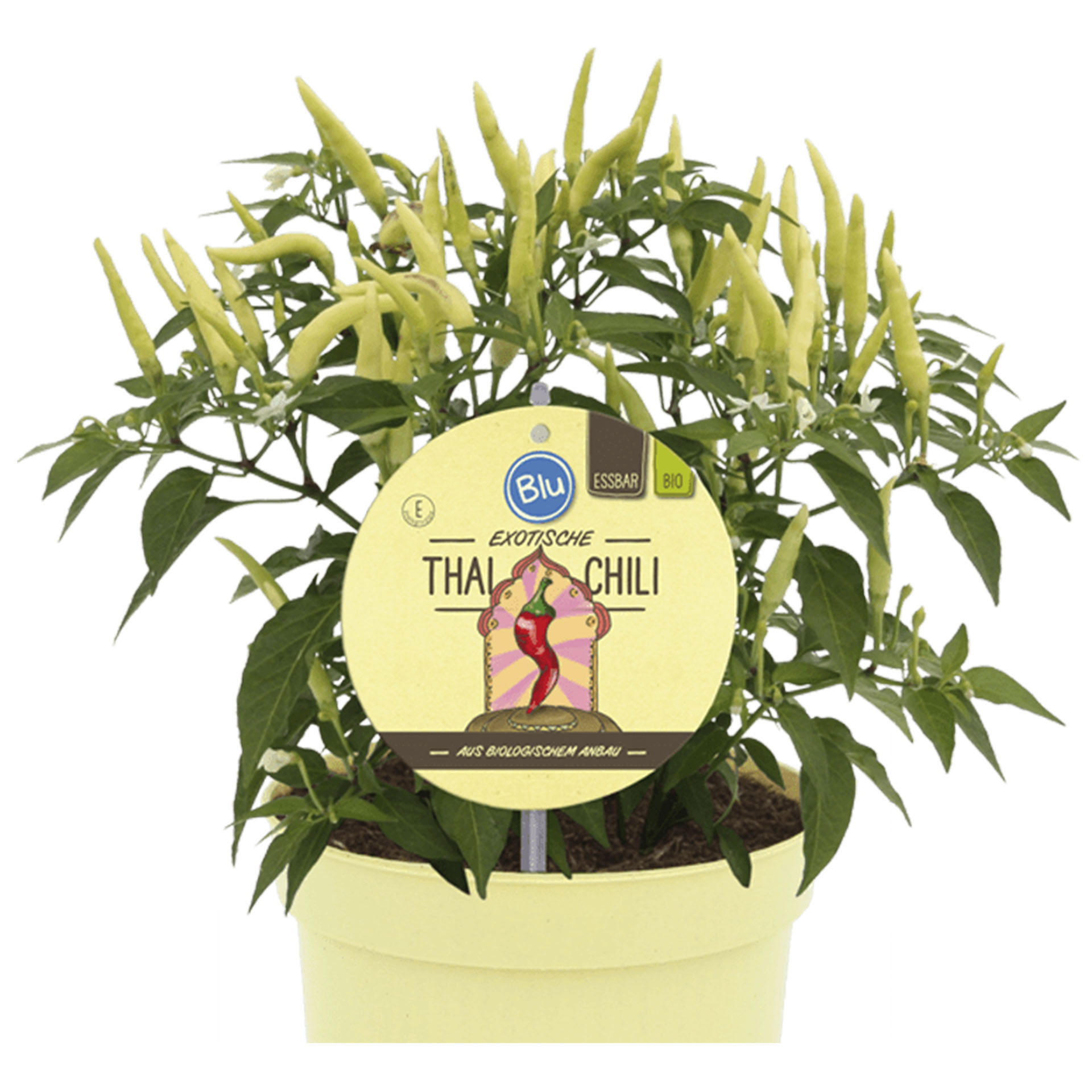 Thai-Chili mit Schoten im Pflanztopf mit Pflanzenstecker