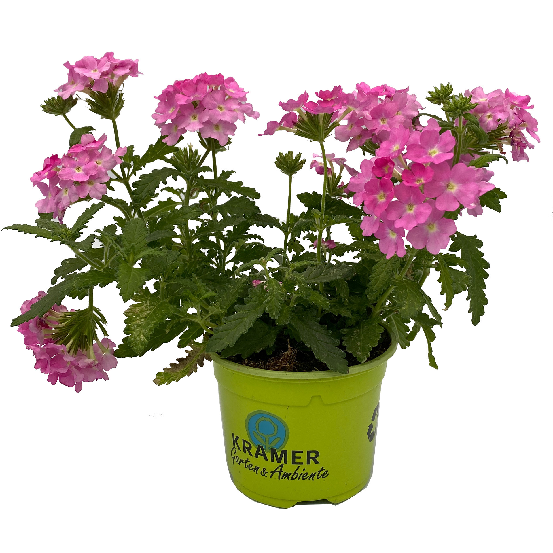 Verbene - Verbena 'Empress® Flair Pink', 10,5cm Topf