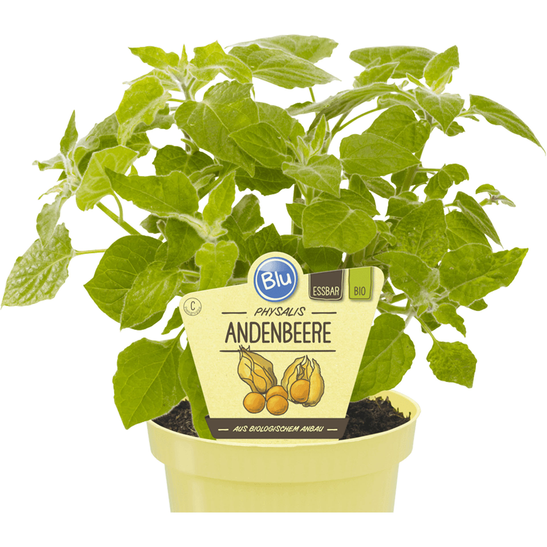 Bio Physalis Beerenobst  wohlschmeckend vitaminreich