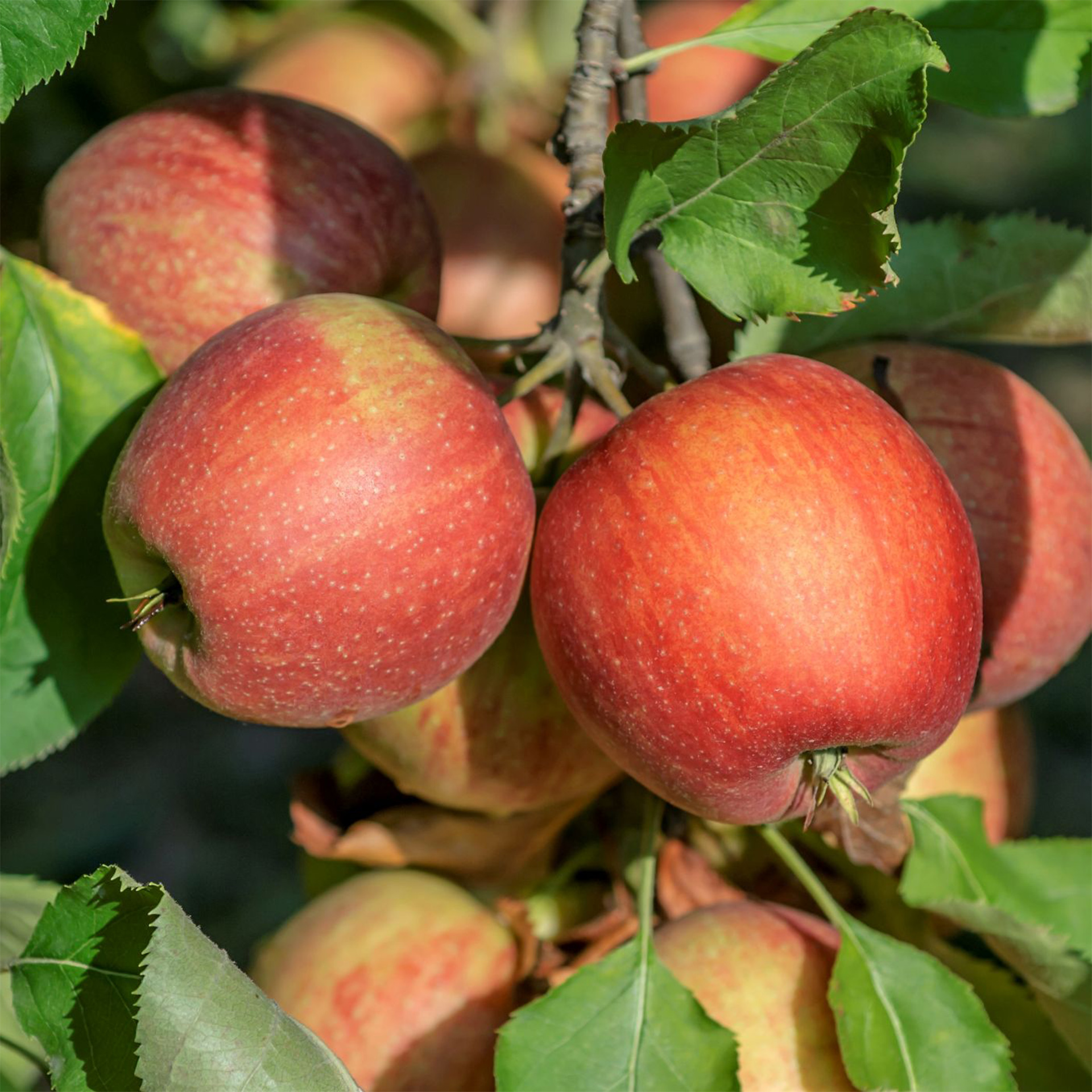 Apfel Jonagold Apfelbaum Apfel süß saftig