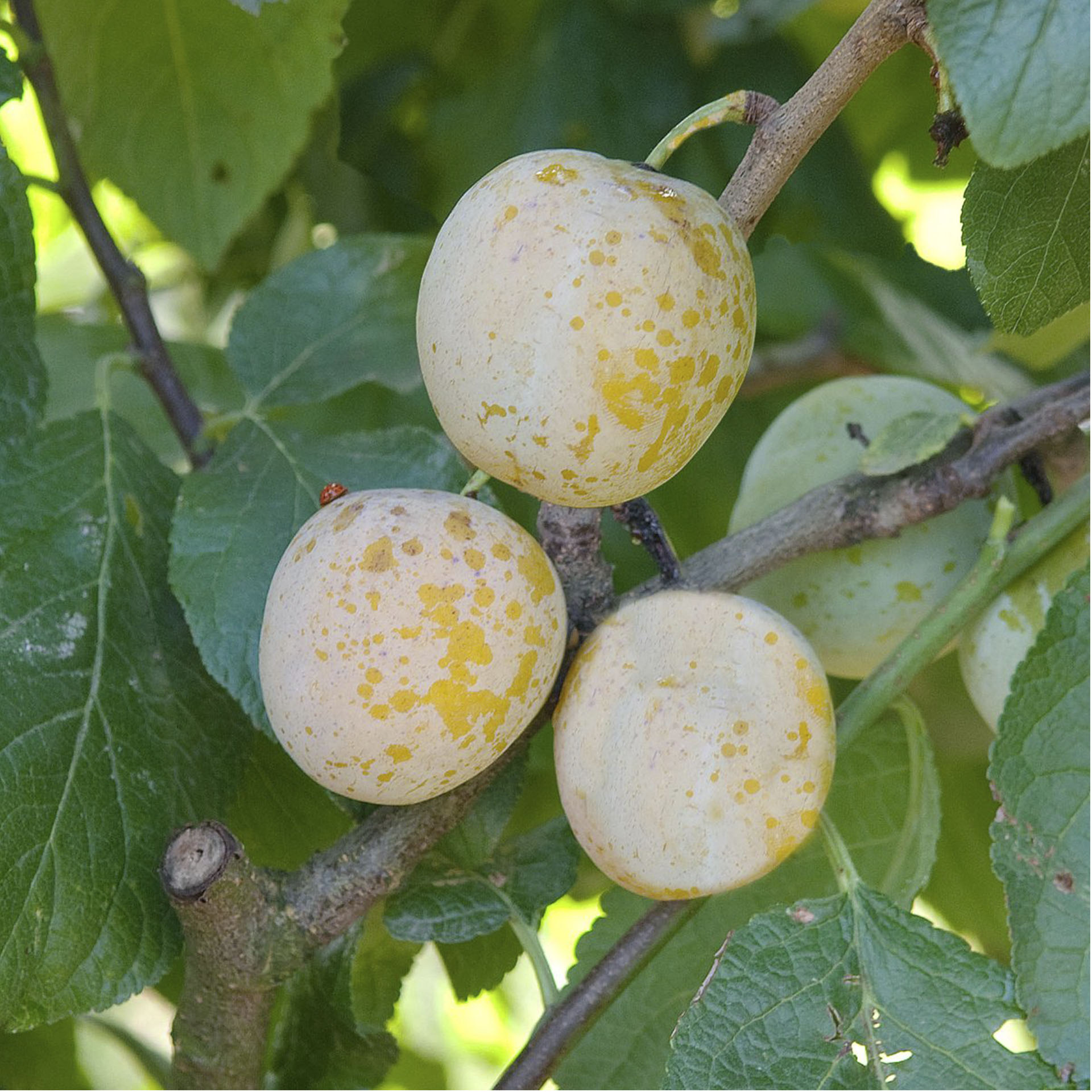 reife Reneclauden am Obstbaum