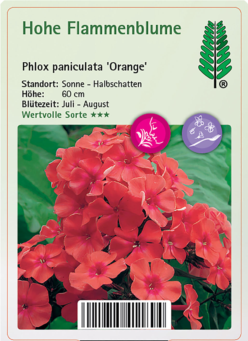 Hohe Flammenblume - Phlox paniculata 'Orange', 11cm Topf