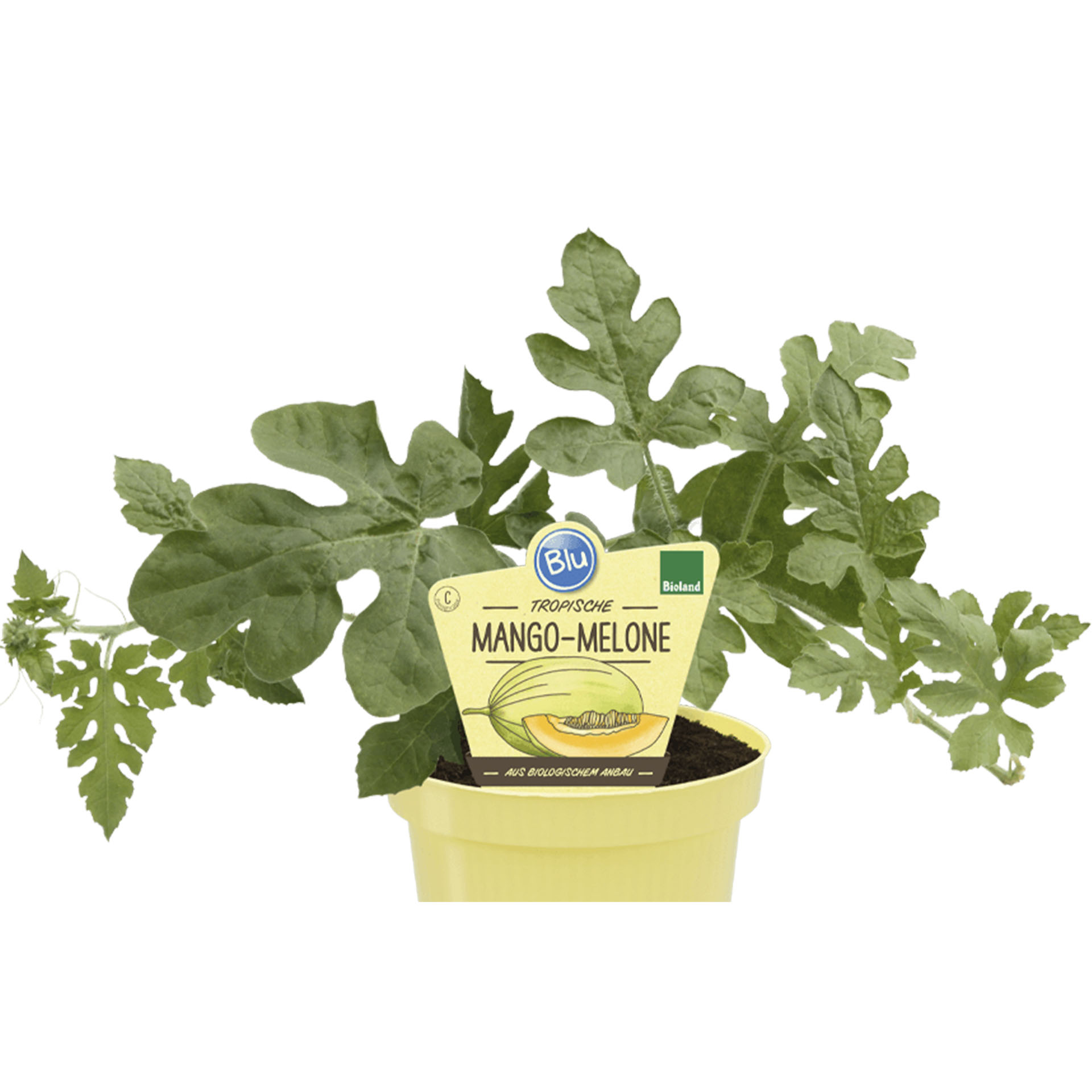 Mango Melone in Pflanztopf mit Pflanzenstecker