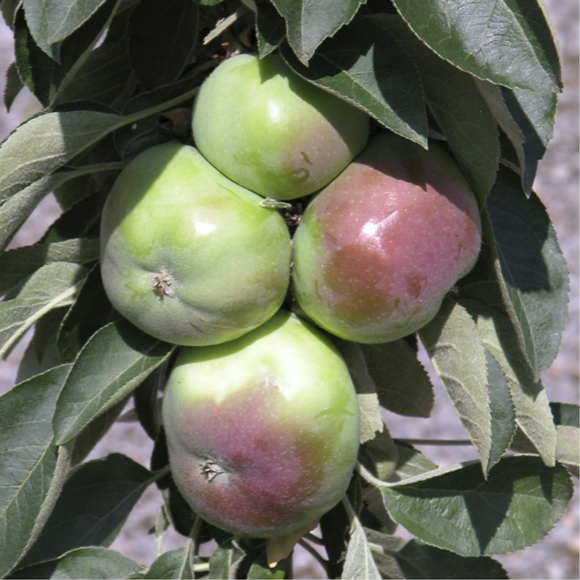 reife Äpfel an Ast von Apfel McIntosh