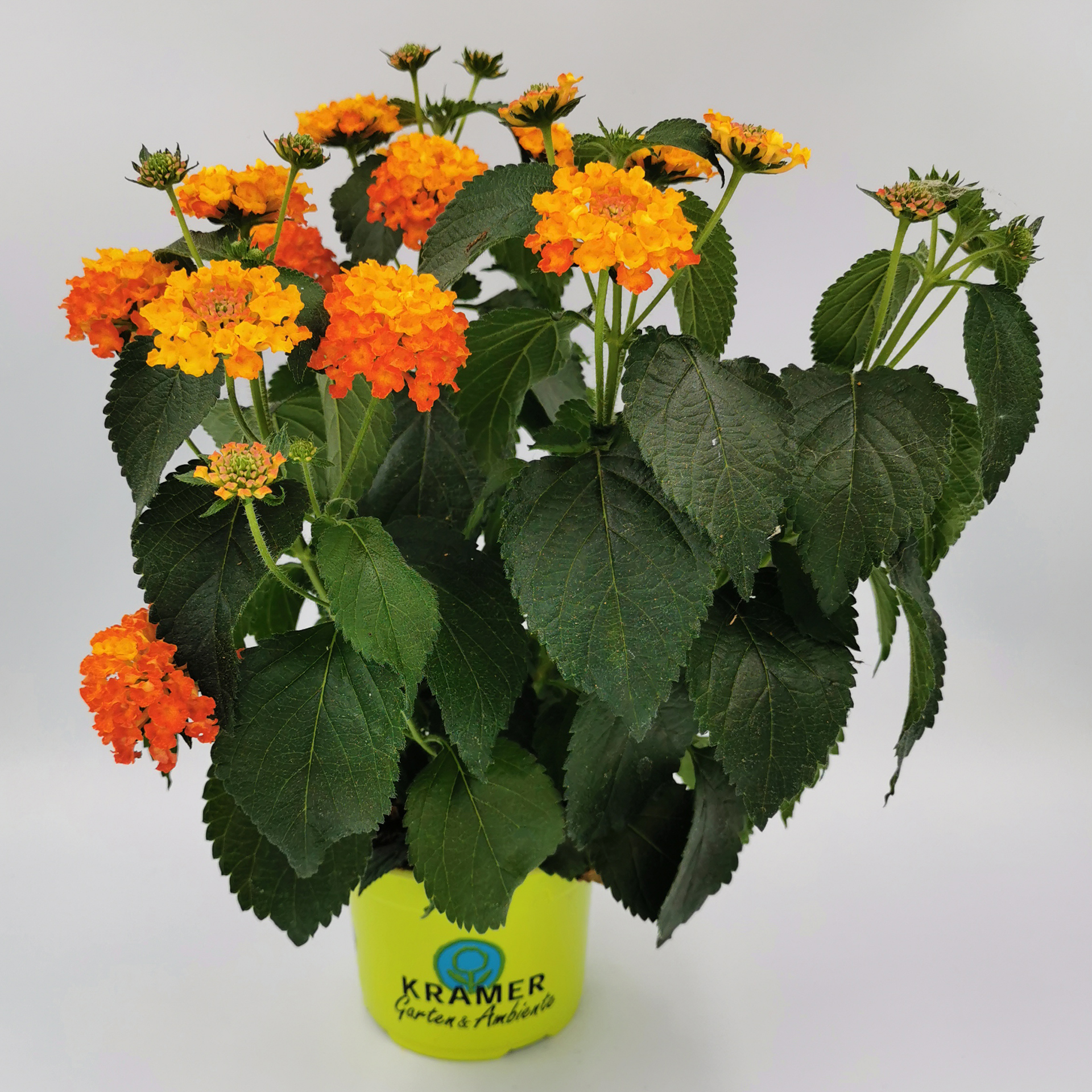 blühendes Wandelröschen Evita Scarlet im Pflanztopf