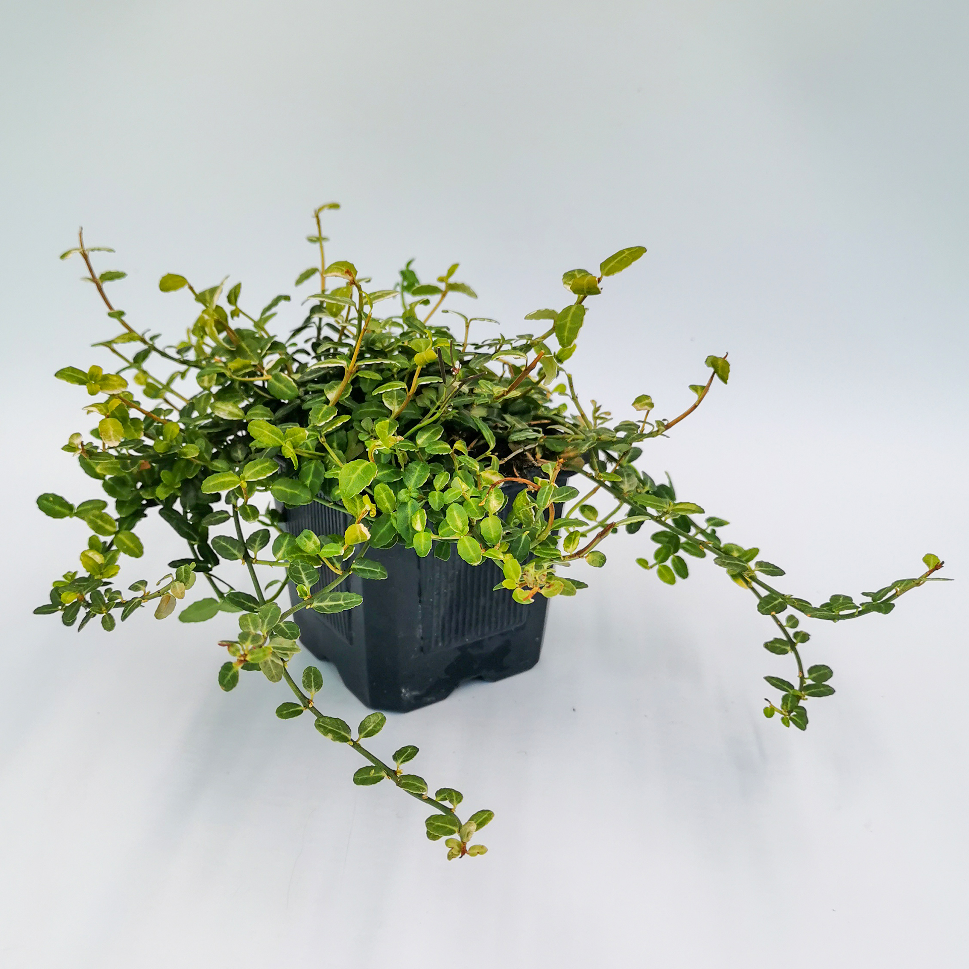 Kriechspindel - Euonymus minimus, 9cm Topf