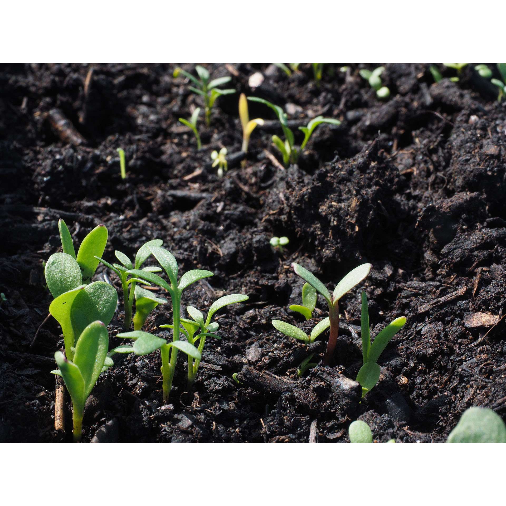 jungpflanzen in der erde