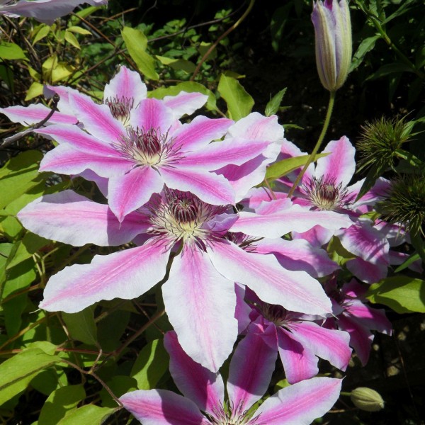 Clematis Nelly Moser