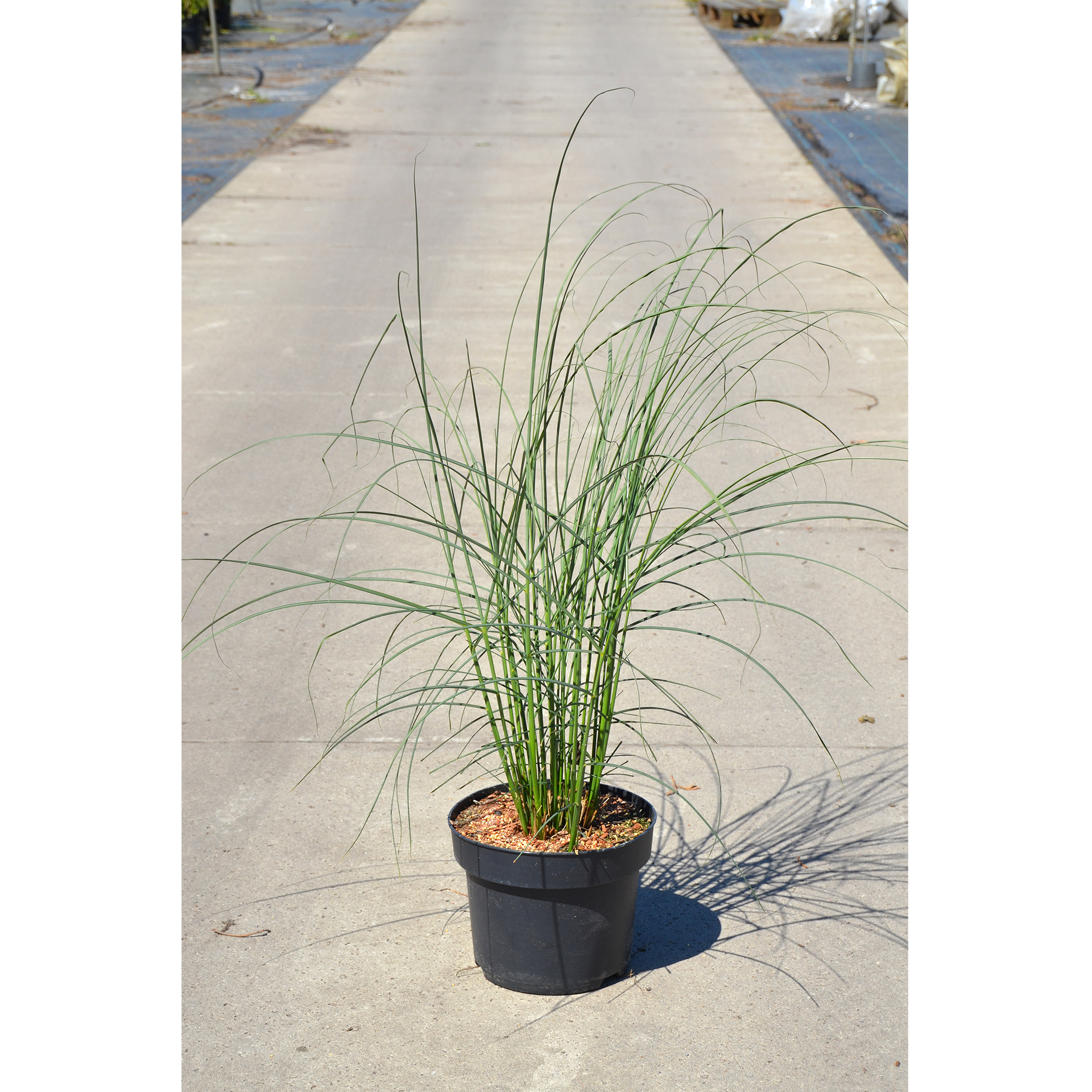 Chinaschilf - Miscanthus sinensis 'Graziella' , C6