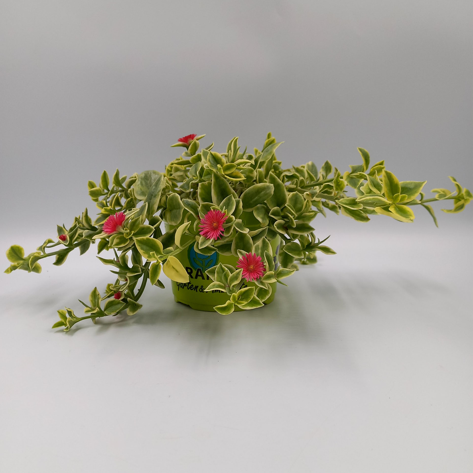 Pflanze mit grün-weißen Blättern im Topf, Pflanze, Pflanze im Topf, Blume, Blumen-Arrangement, Geranie