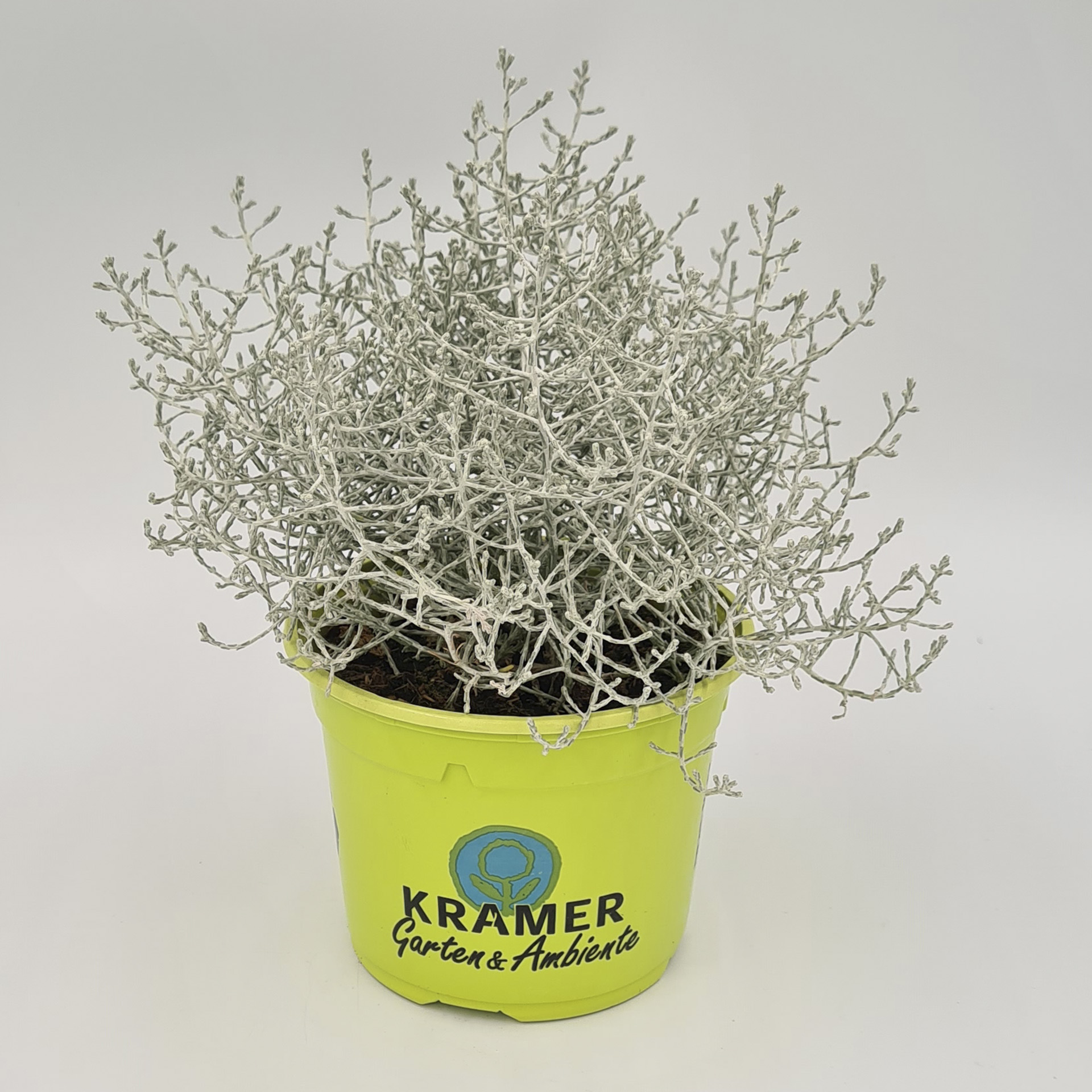 Stacheldraht brownii Herbstpflanze Strukturpflanze