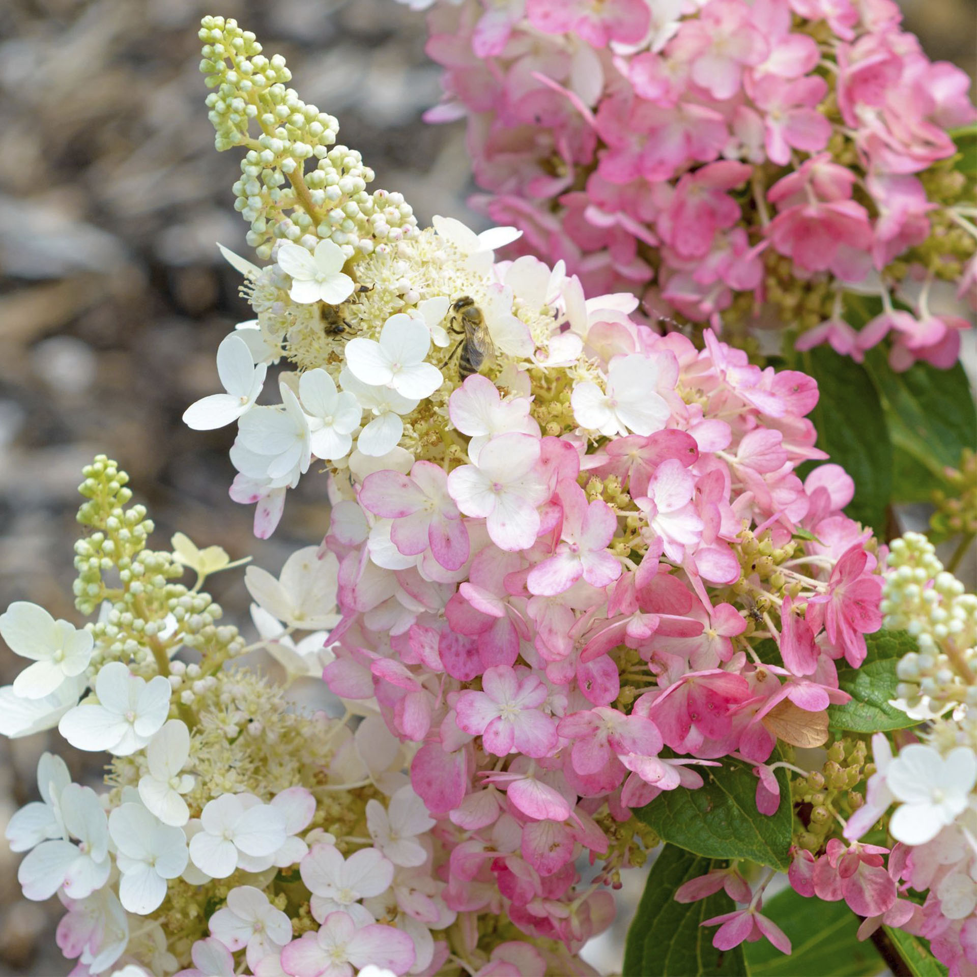 Rispenhortensie - Hydrangea paniculata 'Pinky Winky'®, C6 40-60cm